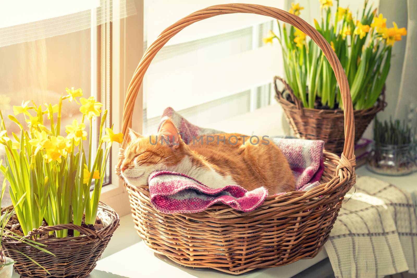 Morning sunlight on the sleeping red cat. Cute funny red-white cat on the windowsill in basket with blossom yellow daffodils, close up.