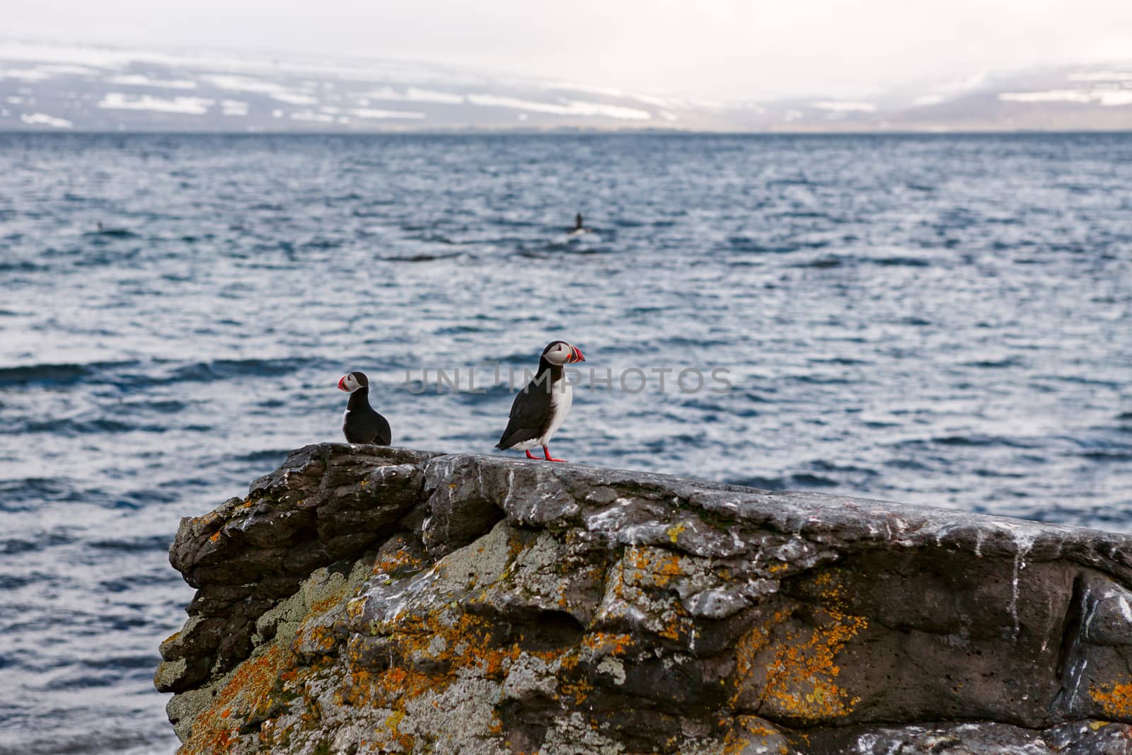Puffins on a rock in Vigur island, Iceland