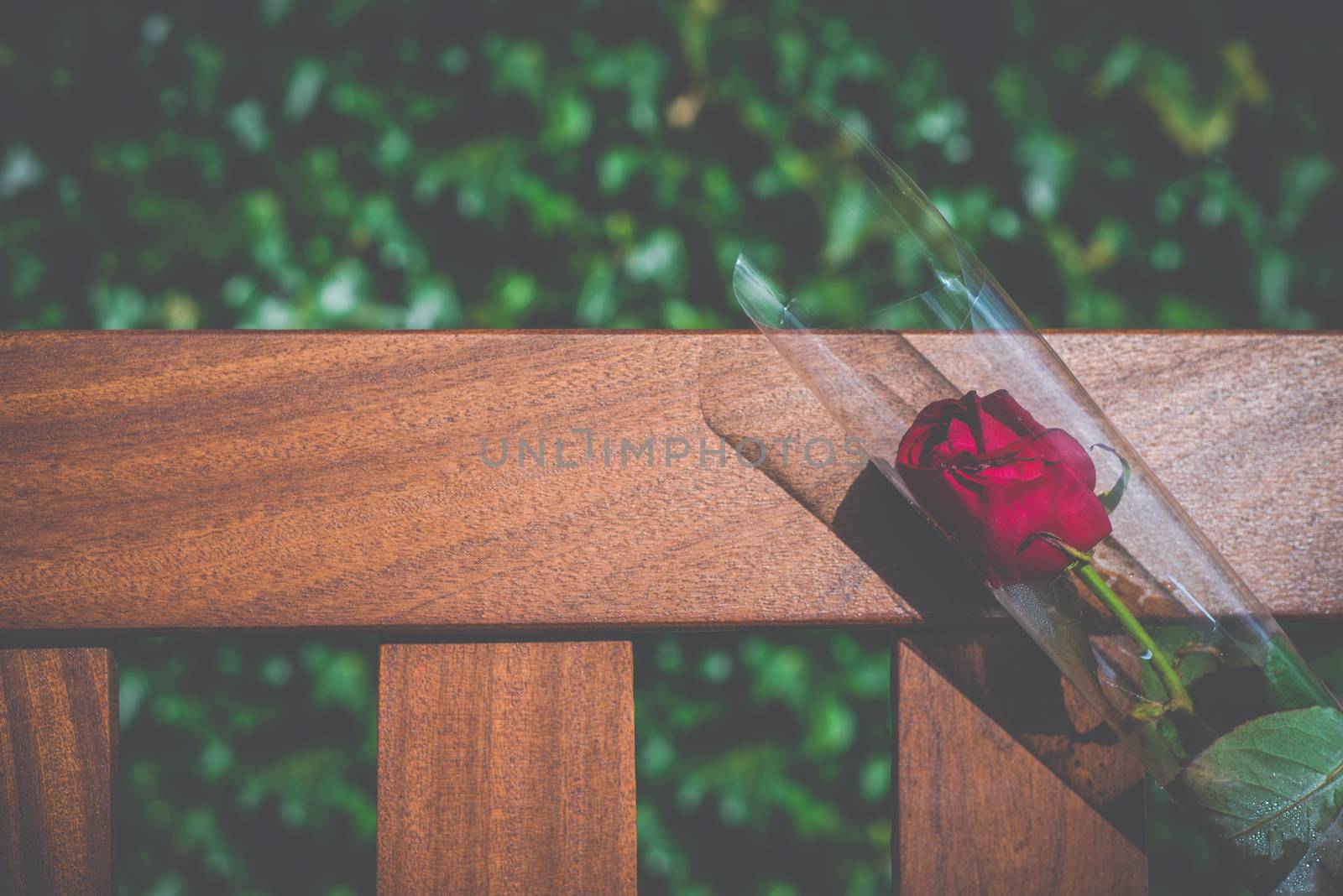 A Single Rose On A Memorial Bench In A Cemetery With Copy Space