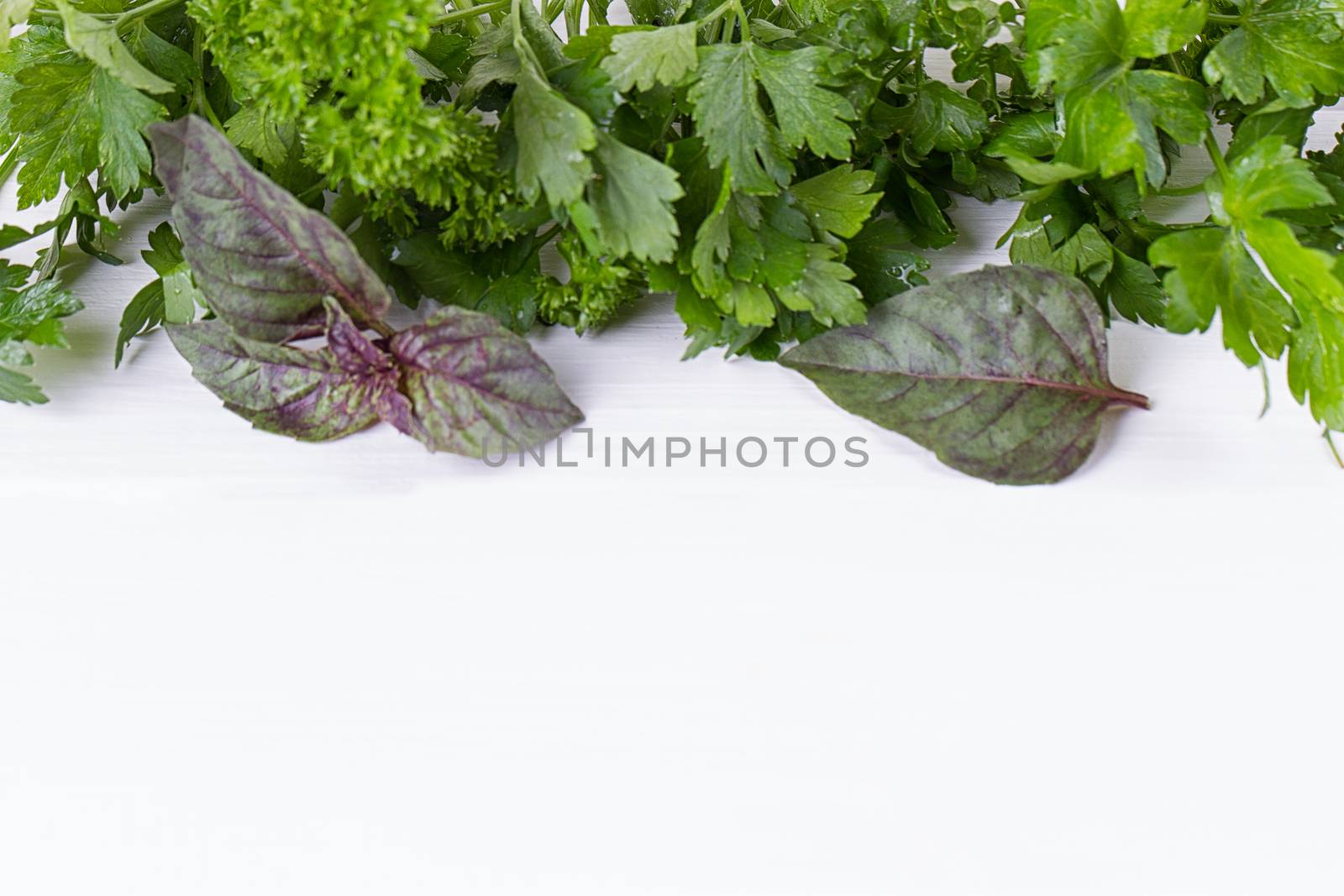 Fresh herbs frame : parsley, dill, celery, thyme, marjoram lovage tarragon sage place for text