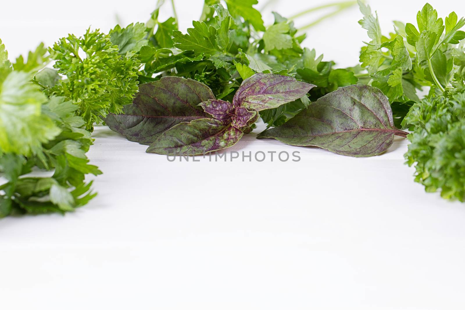 Fresh herbs frame : parsley, dill, celery, thyme, marjoram lovage tarragon sage place for text