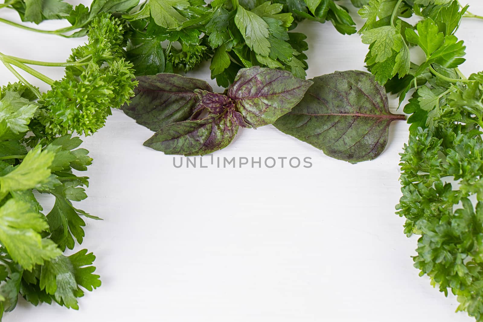 Fresh herbs frame : parsley, dill, celery, thyme, marjoram lovage tarragon sage place for text