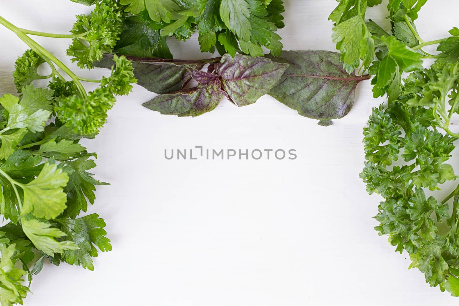Fresh herbs frame : parsley, dill, celery, thyme, marjoram lovage tarragon sage place for text
