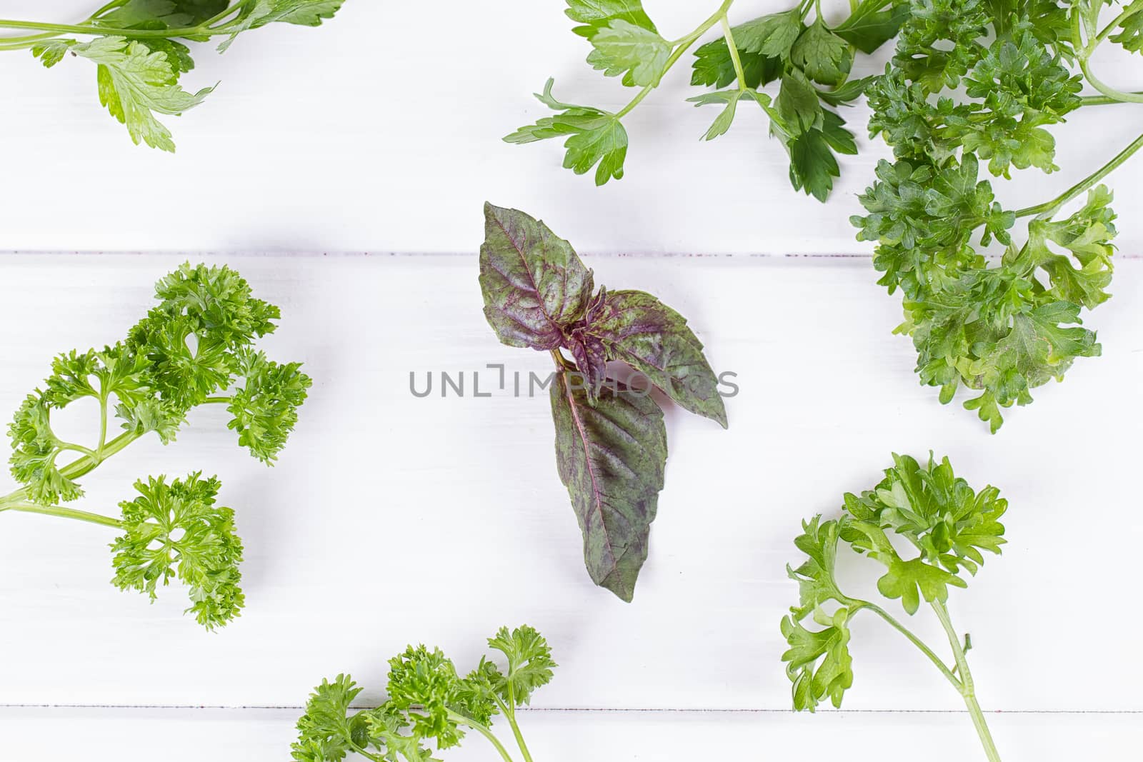 Fresh spices and herbs isolated on white background. Dill parsley basil thyme tarragon. Top view