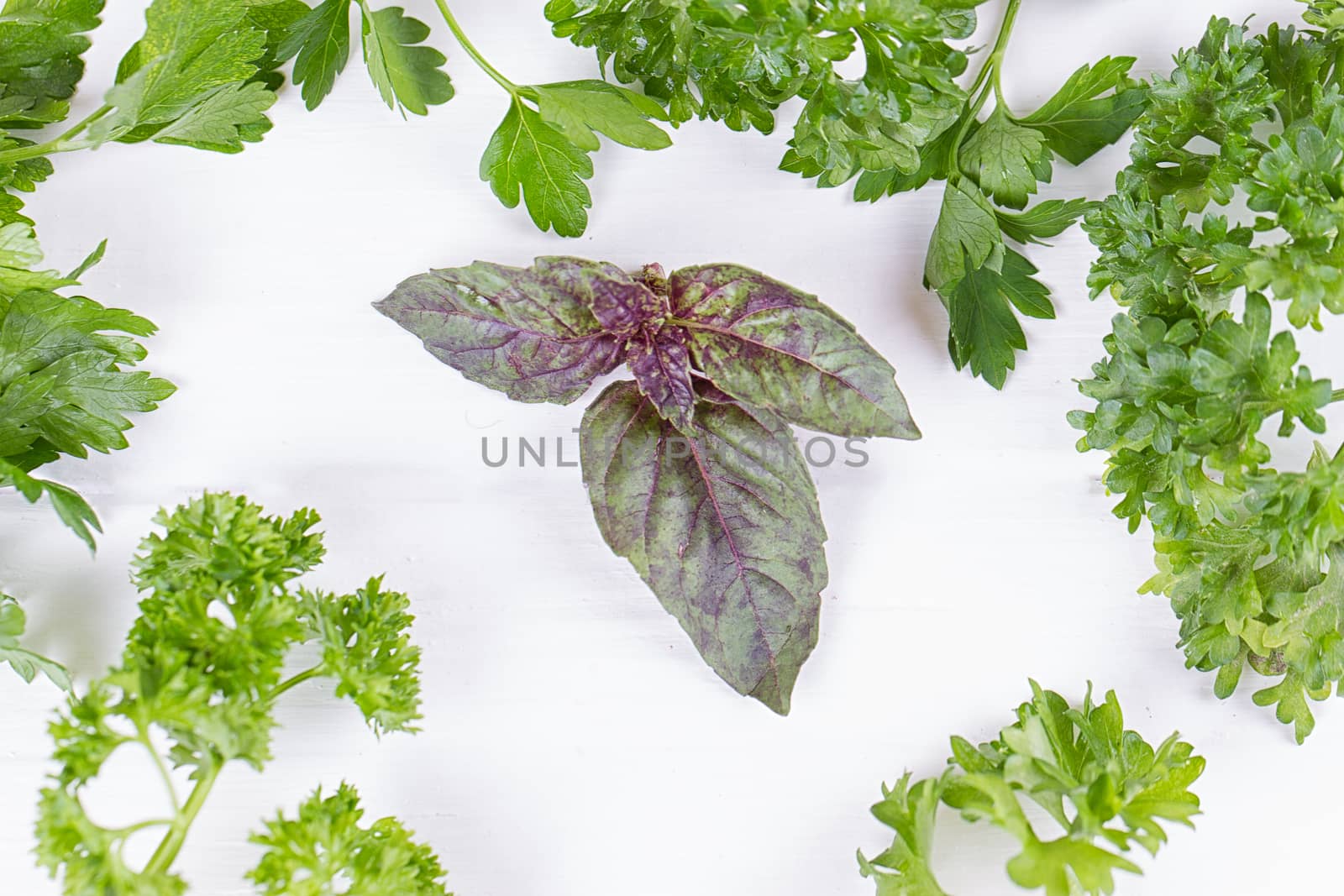 Fresh spices and herbs isolated on white background. Dill parsley basil thyme tarragon. Top view