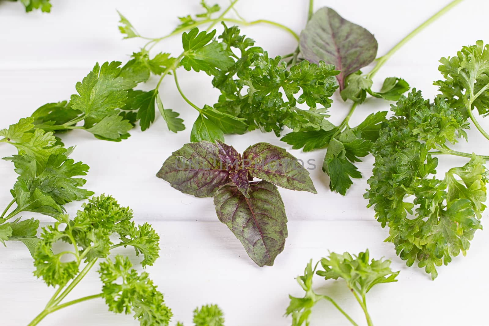 Fresh spices and herbs isolated on white background. Dill parsley basil thyme tarragon. Top view