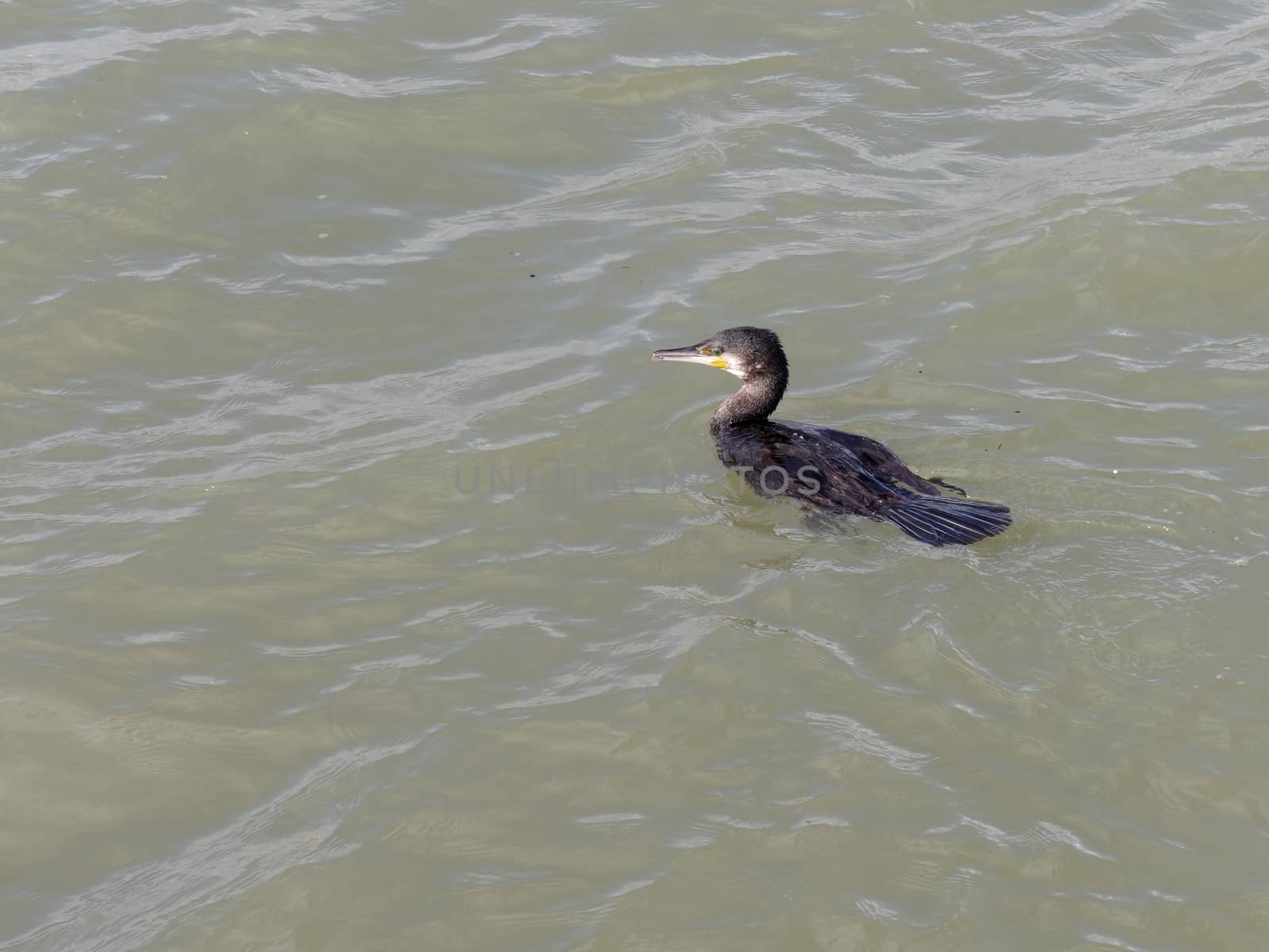 Cormorant Swimming in the Harbour Entrance to Lagos in Portugal by phil_bird