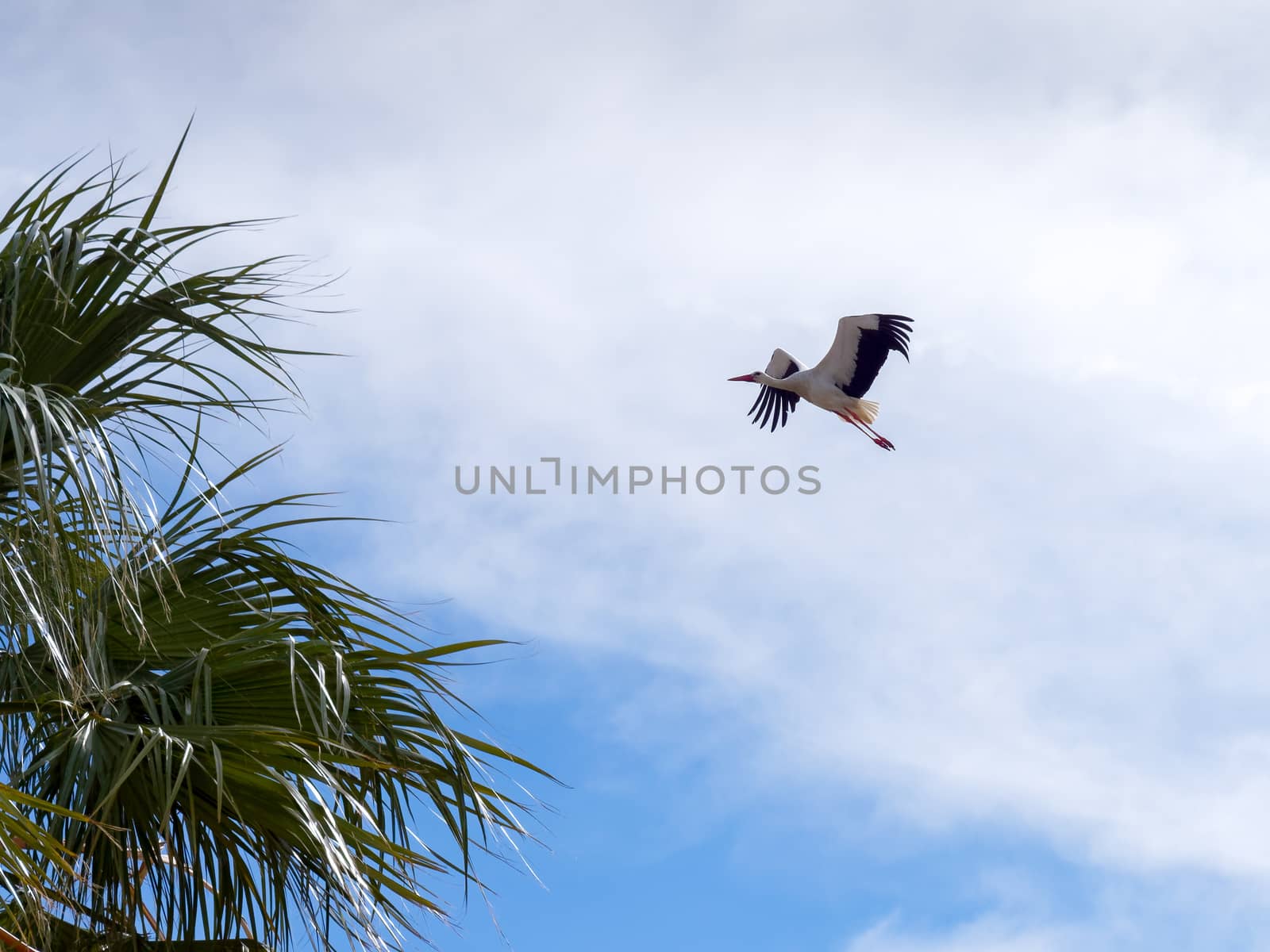 Stork in Flight  at Faro in Portugal