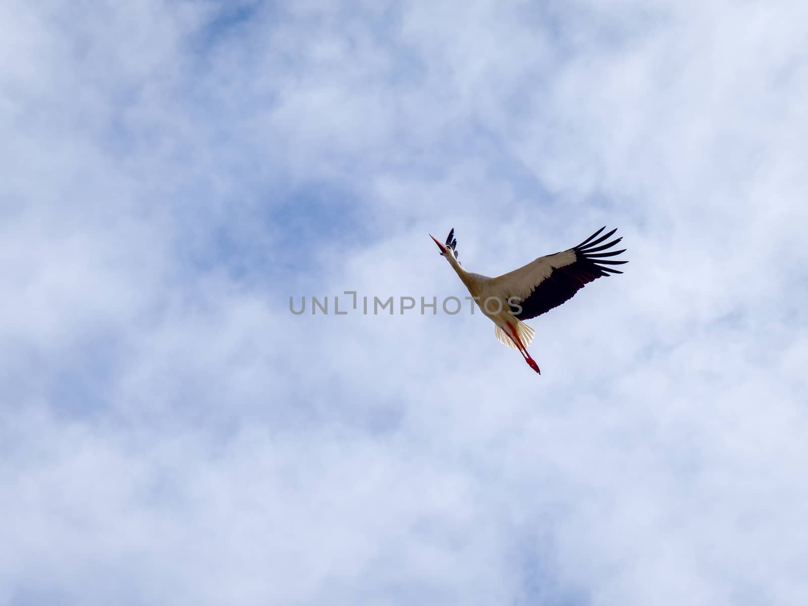 Stork in Flight  at Faro in Portugal by phil_bird
