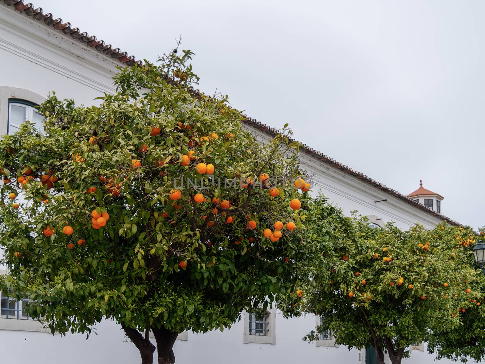 Orange Trees Fruiting in Faro by phil_bird