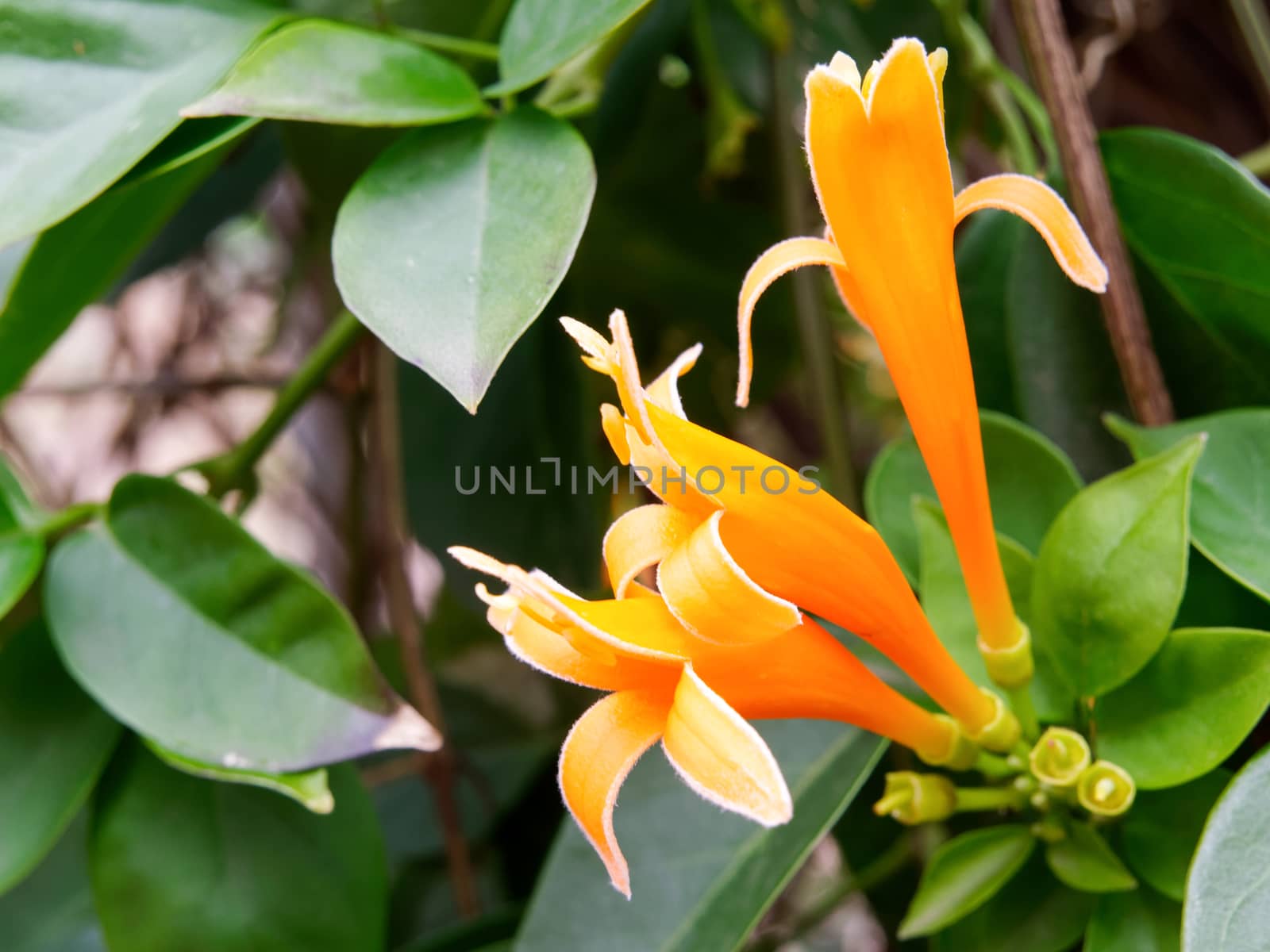 Flame Vine with Orange Trumpet Flowers Growing in Clusters in Ta by phil_bird