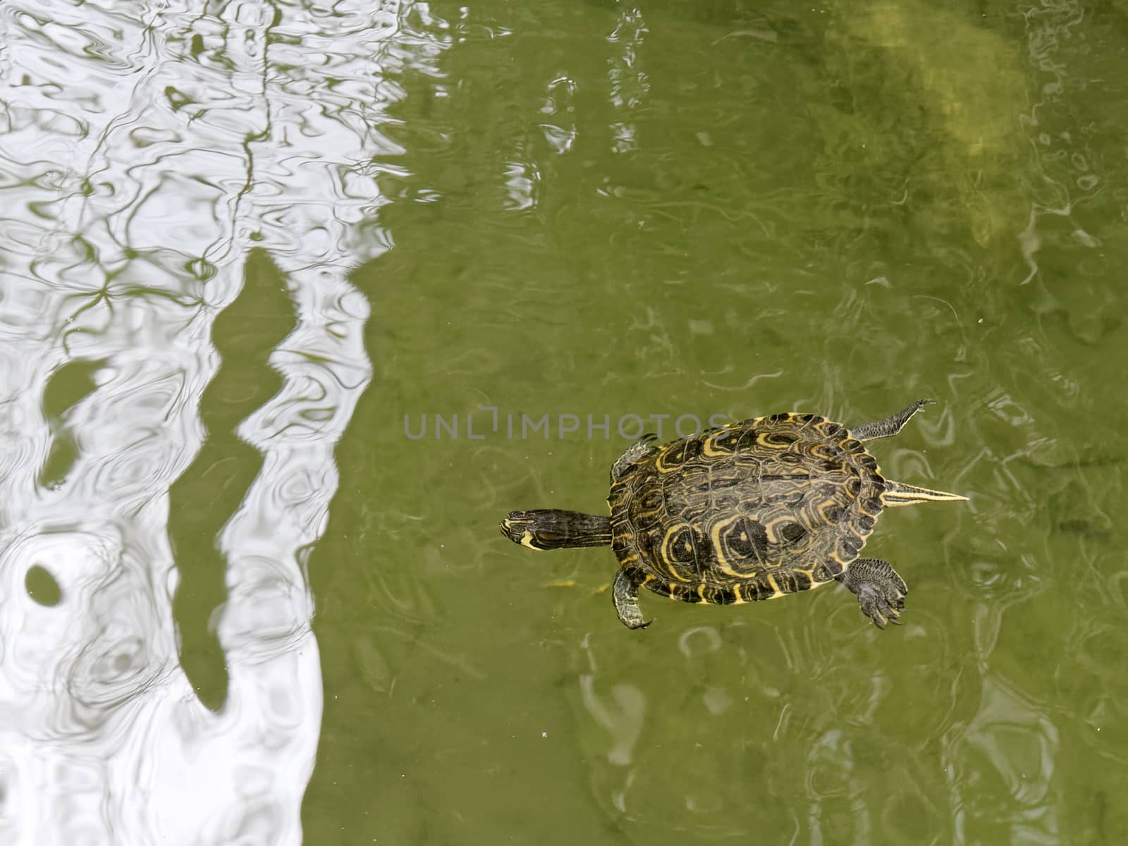 Terrapin in the Moat Around the Bandstand in Tavira Portugal by phil_bird