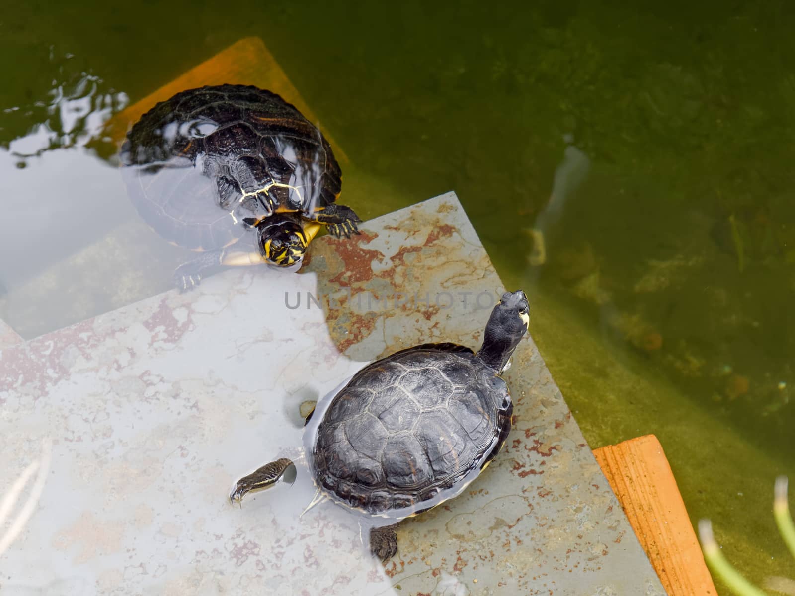 Terrapins in the Moat Around the Bandstand in Tavira Portugal