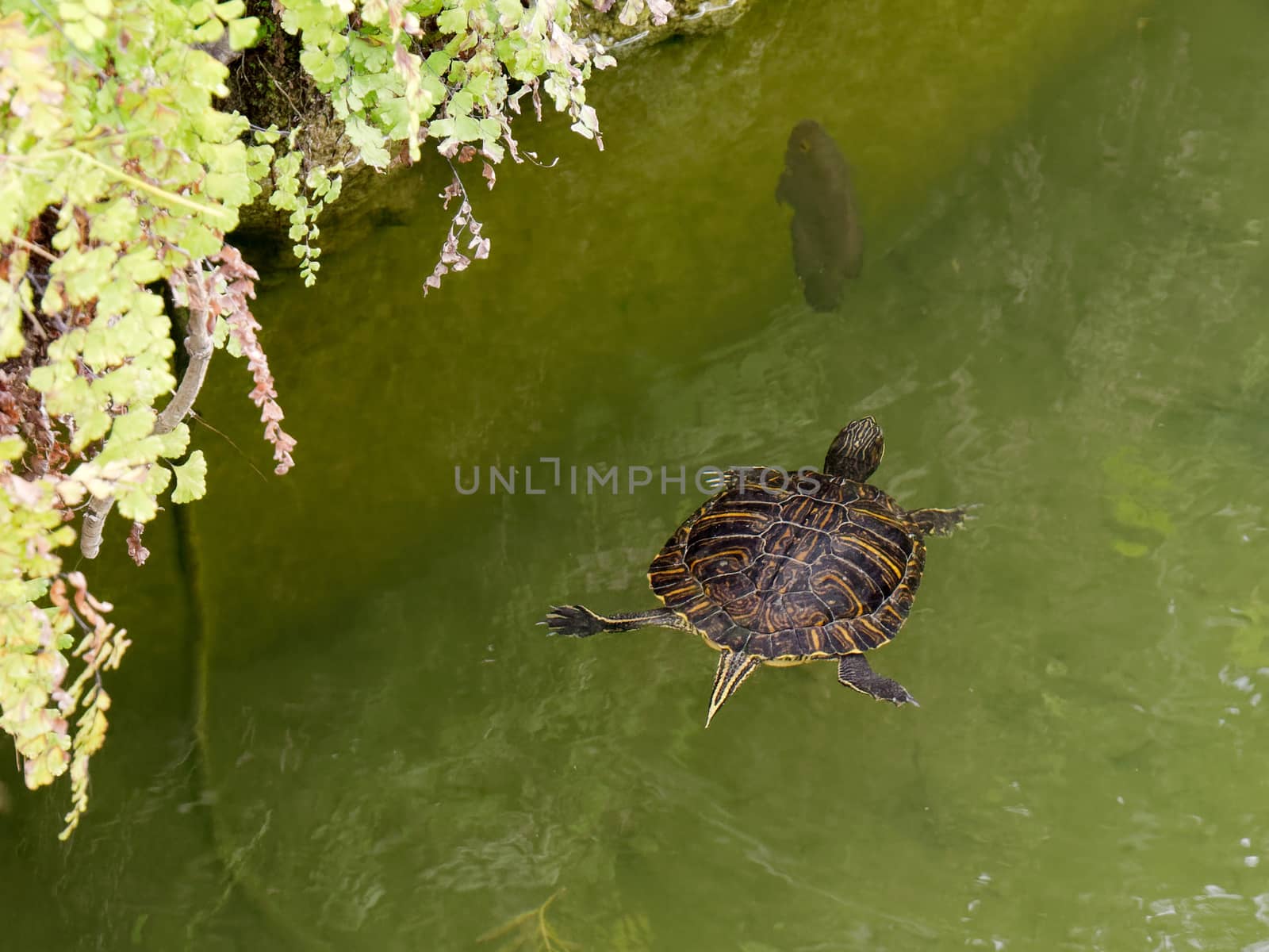 Terrapin in the Moat Around the Bandstand in Tavira Portugal by phil_bird