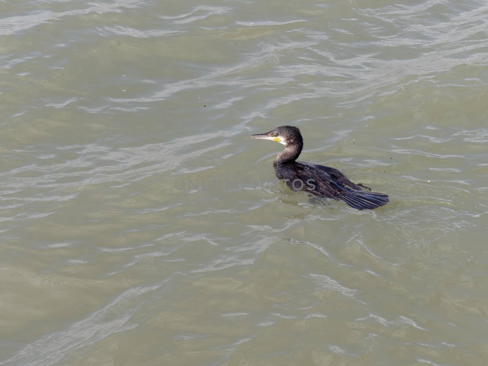 Cormorant Swimming in the Harbour Entrance to Lagos in Portugal