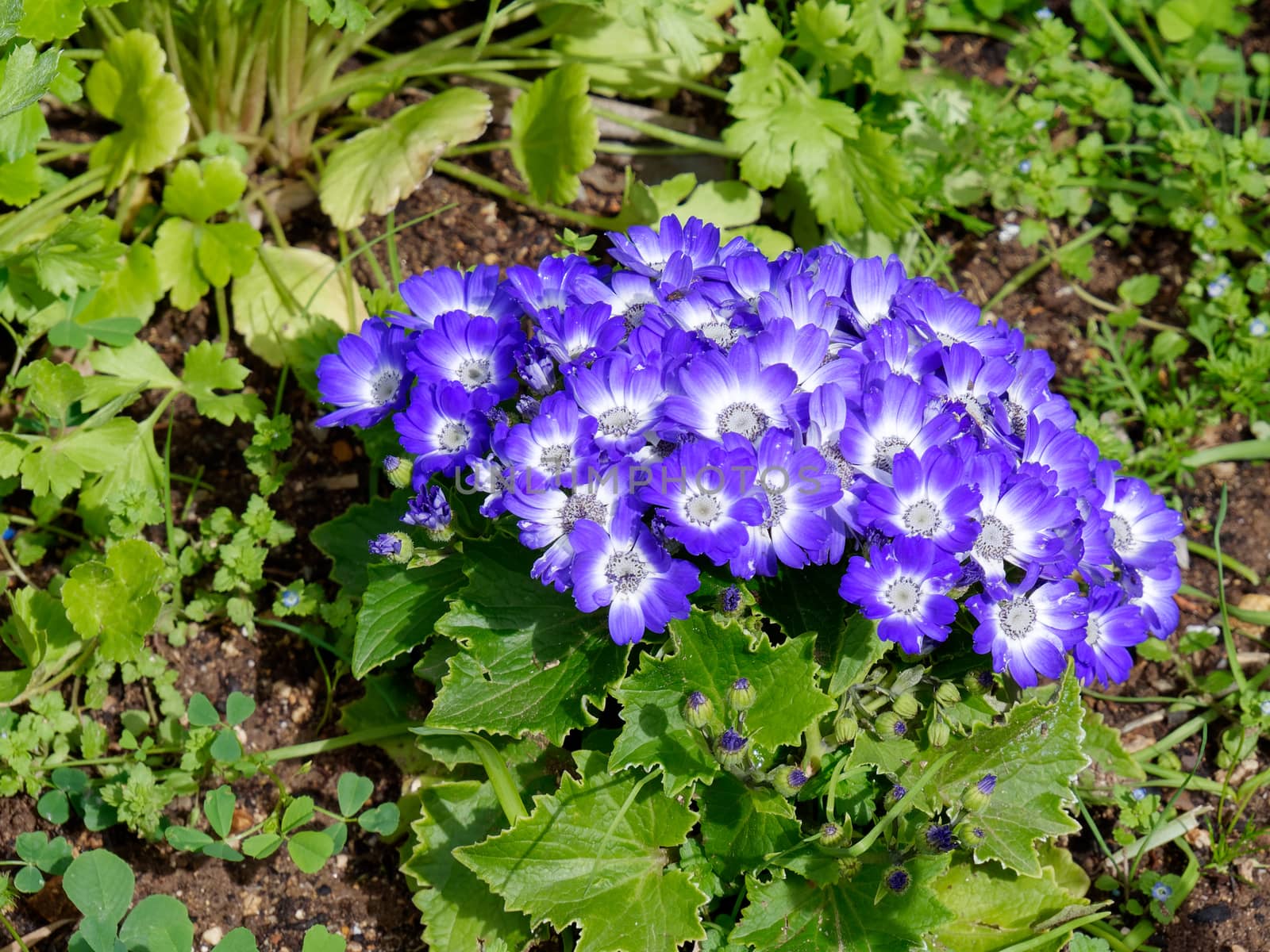Blue Cineraria Flowers in Full Bloom in Tavira by phil_bird