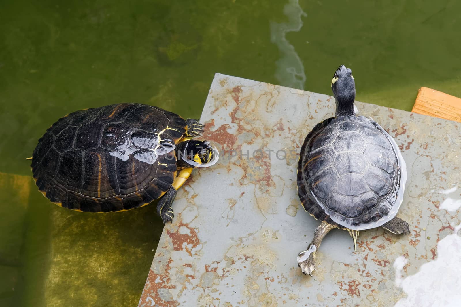 Terrapins in the Moat Around the Bandstand in Tavira Portugal by phil_bird