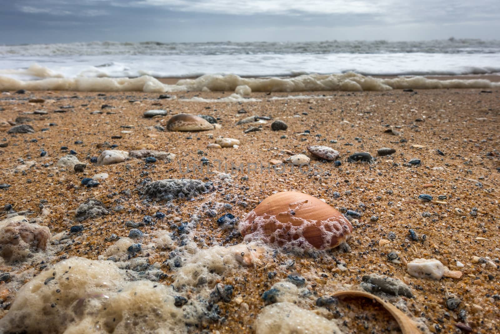 Shells on the Beach at Quarteira in Portugal by phil_bird