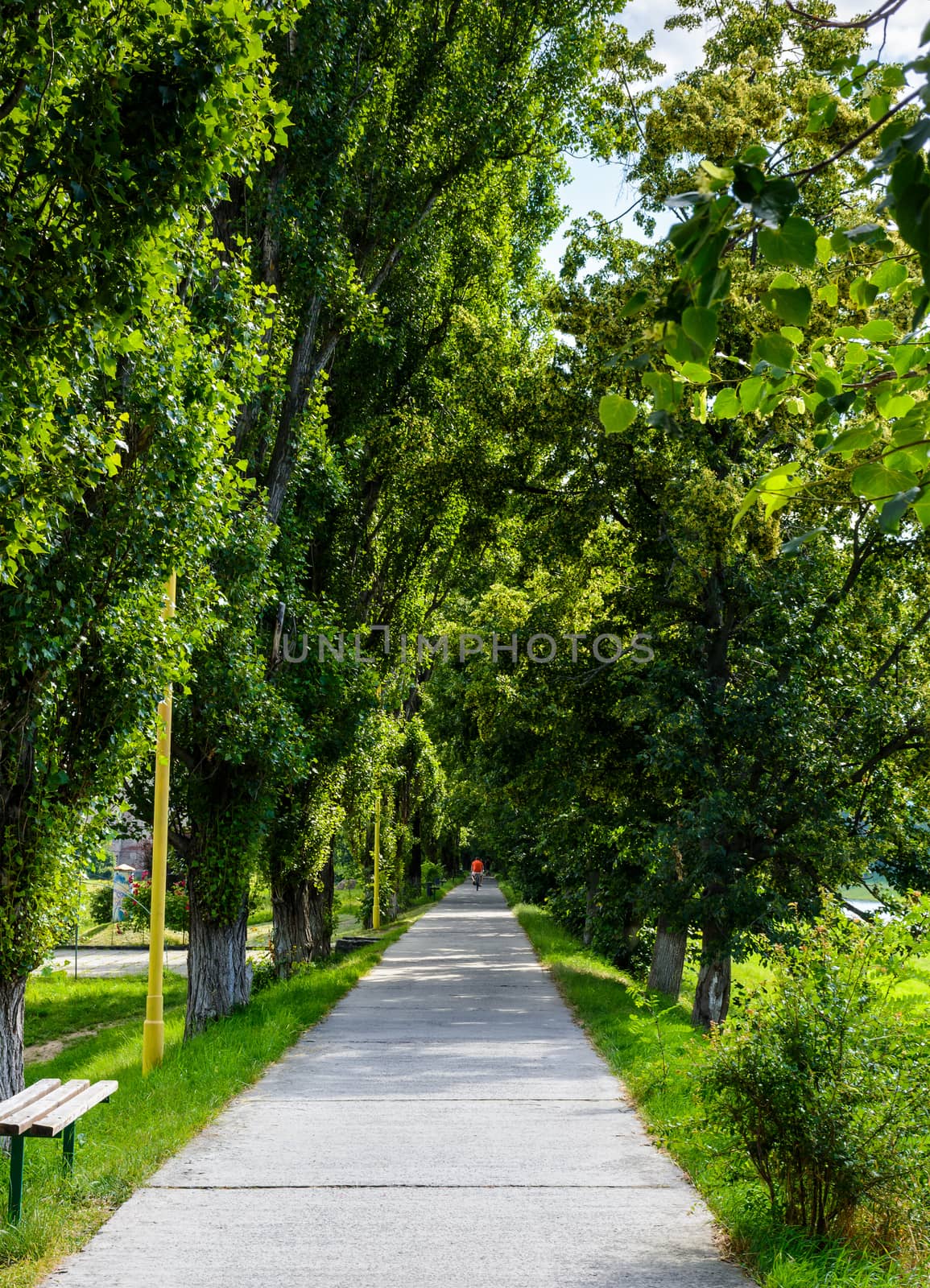 walking path under the Linden tree crowns by Pellinni