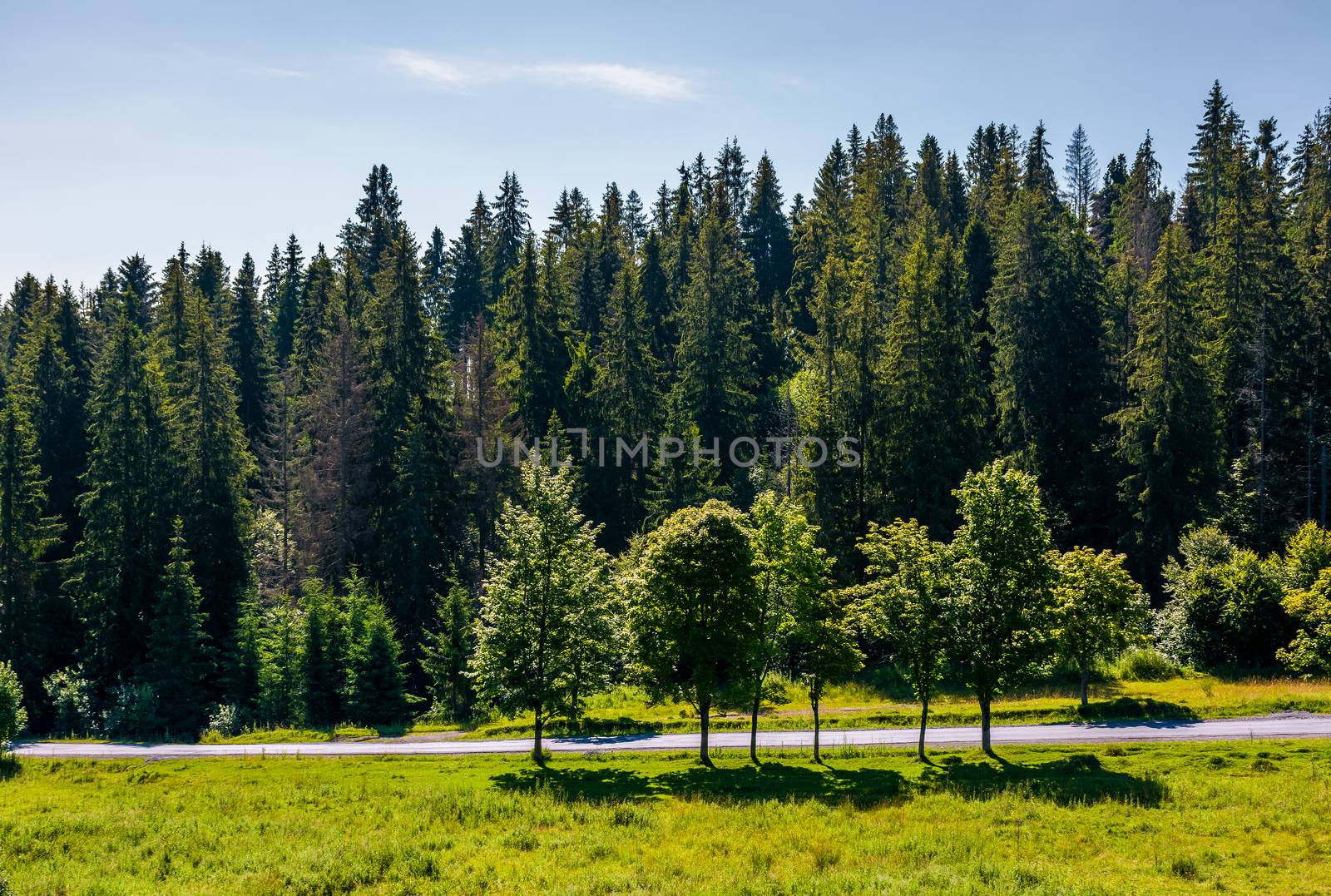 road through forest on hillside by Pellinni