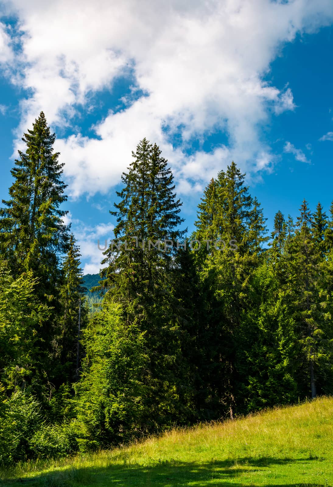 spruce forest on a grassy meadow. lovely summer scenery