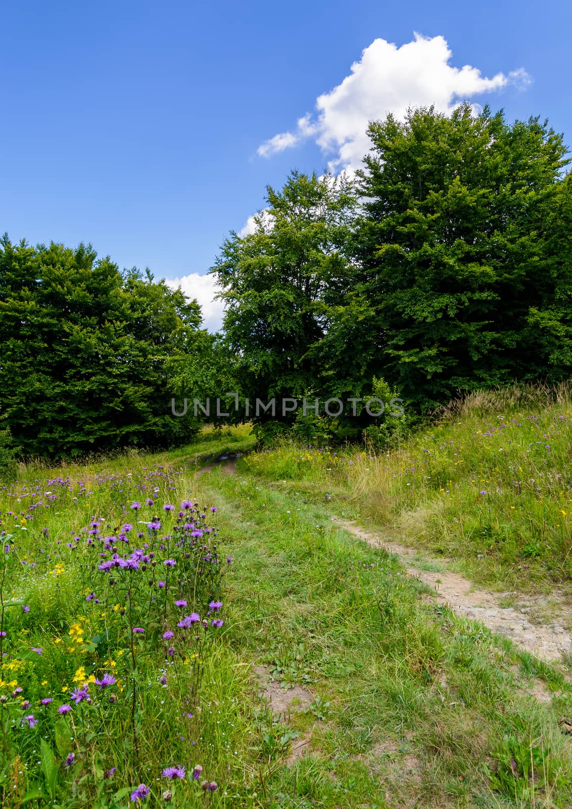 wide path through meadow in to the forest. beautiful summer nature scenery. blue sky with fluffy cloud