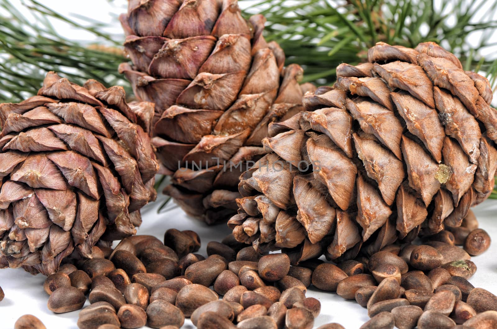 Cedar tree branch with cones and nuts