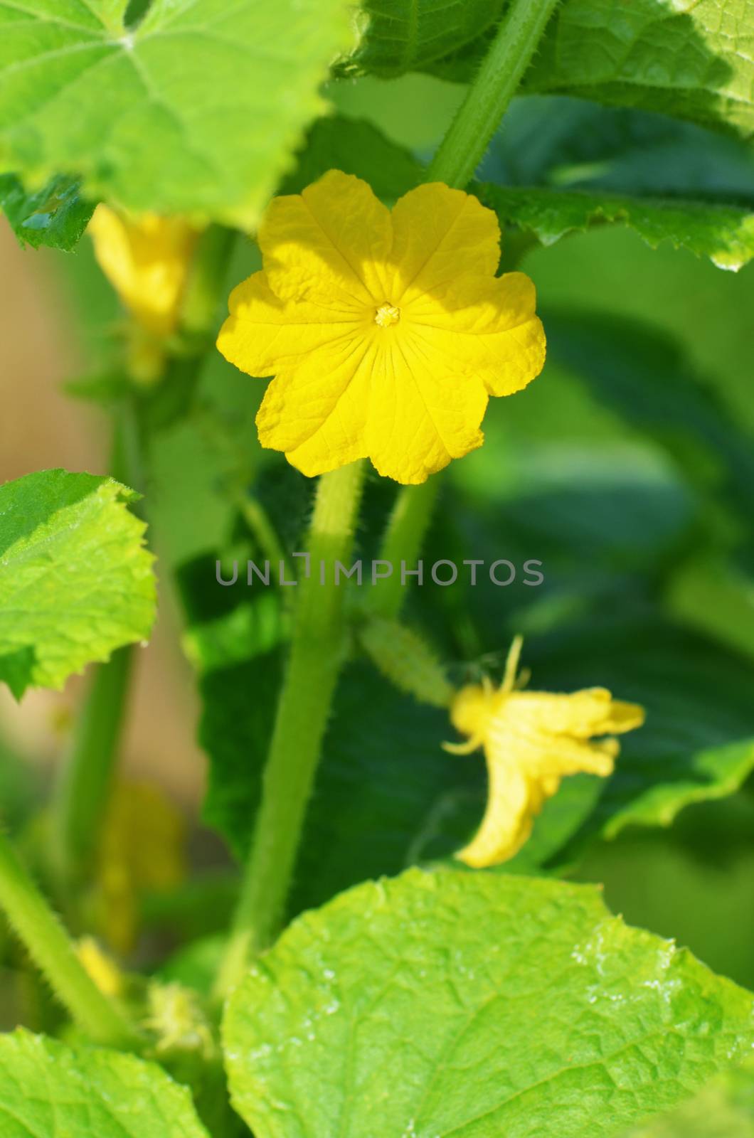 The leaves and flowers of cucumber by SvetaVo