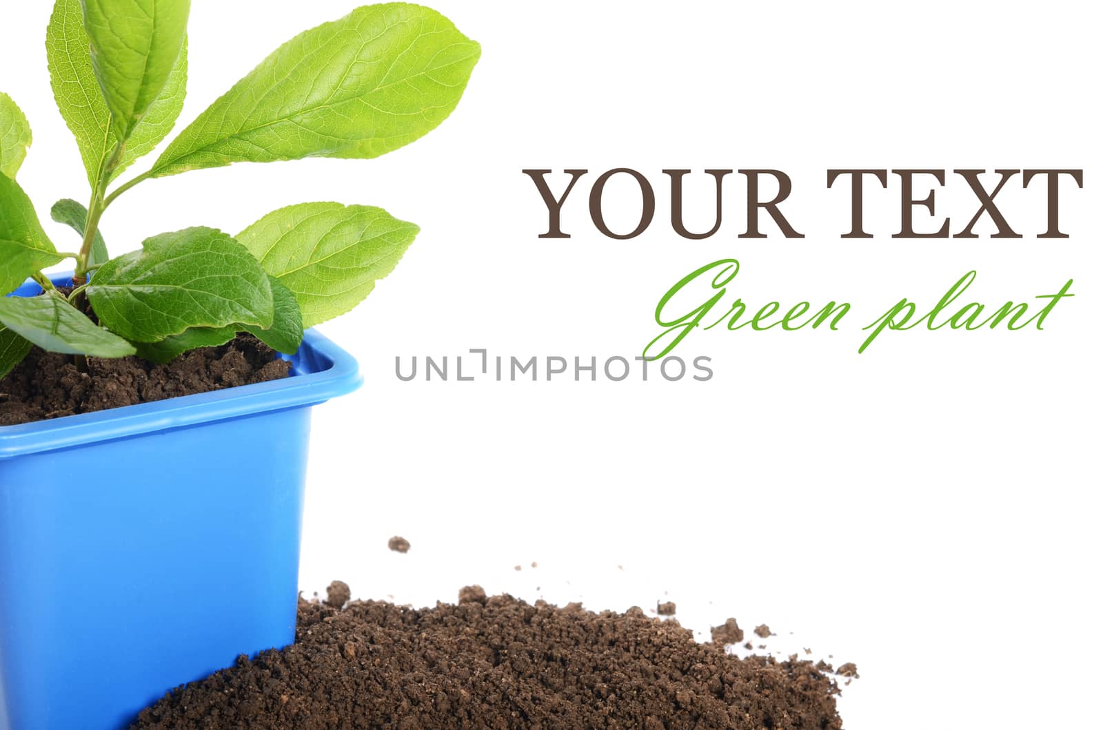 Green plant in a flower pot isolated