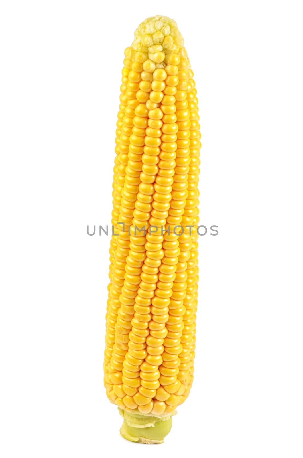 The corn on the cob close up