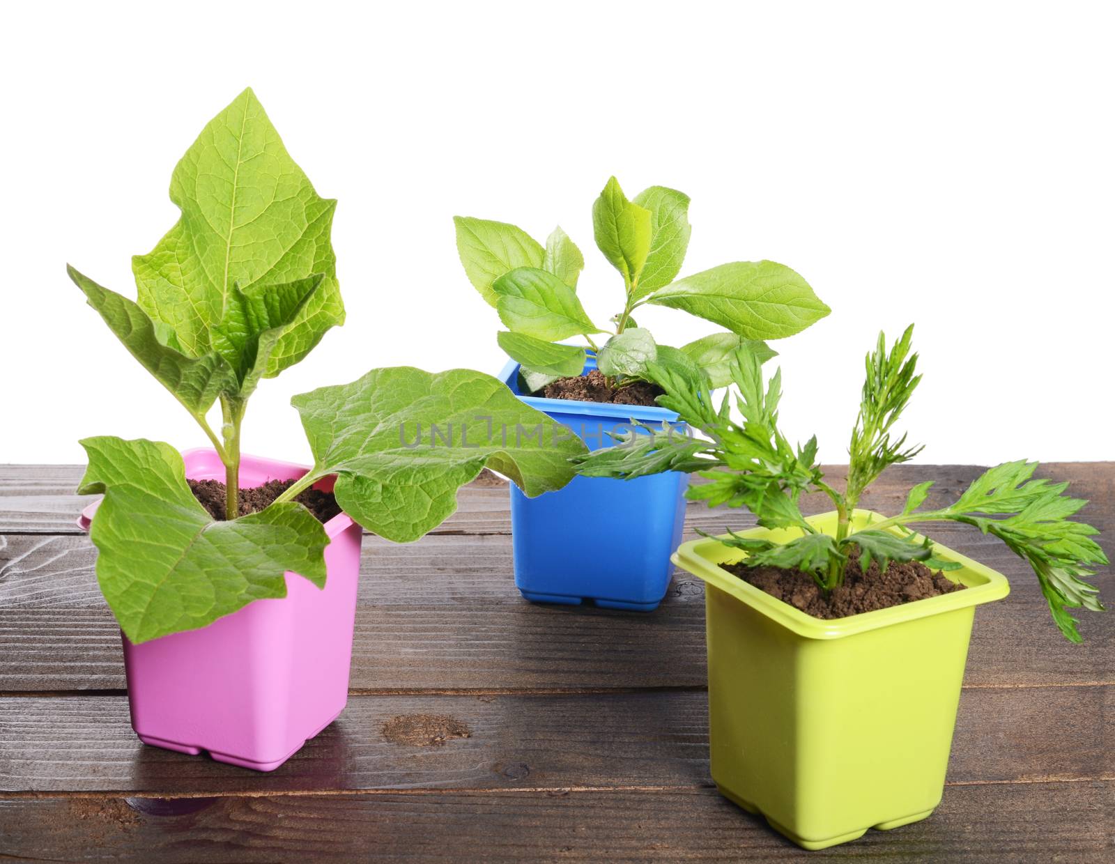 Green plant in a flower pot isolated