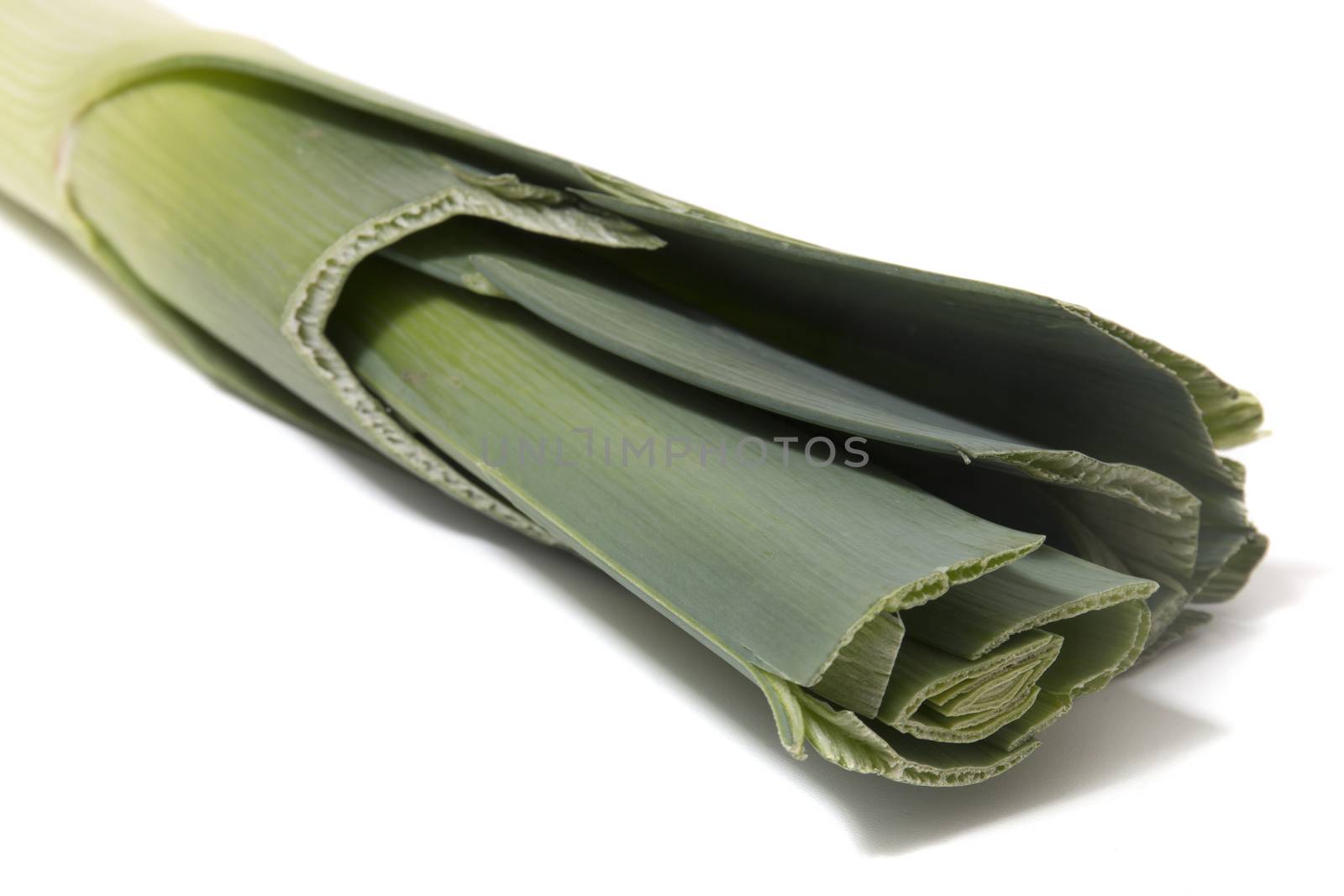Close view of a leek vegetable on a white background.