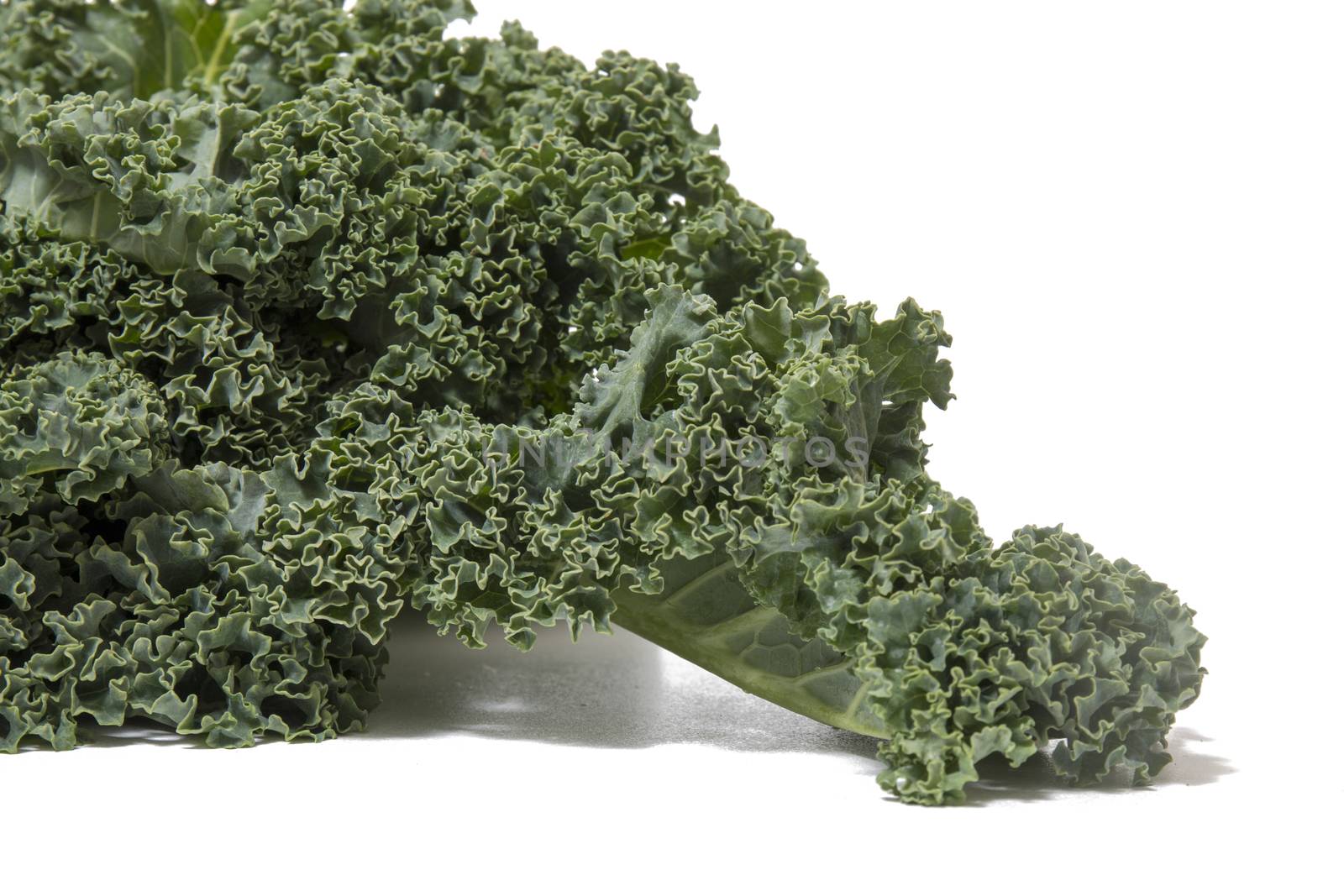 Curly leaf kale isolated on a white background.