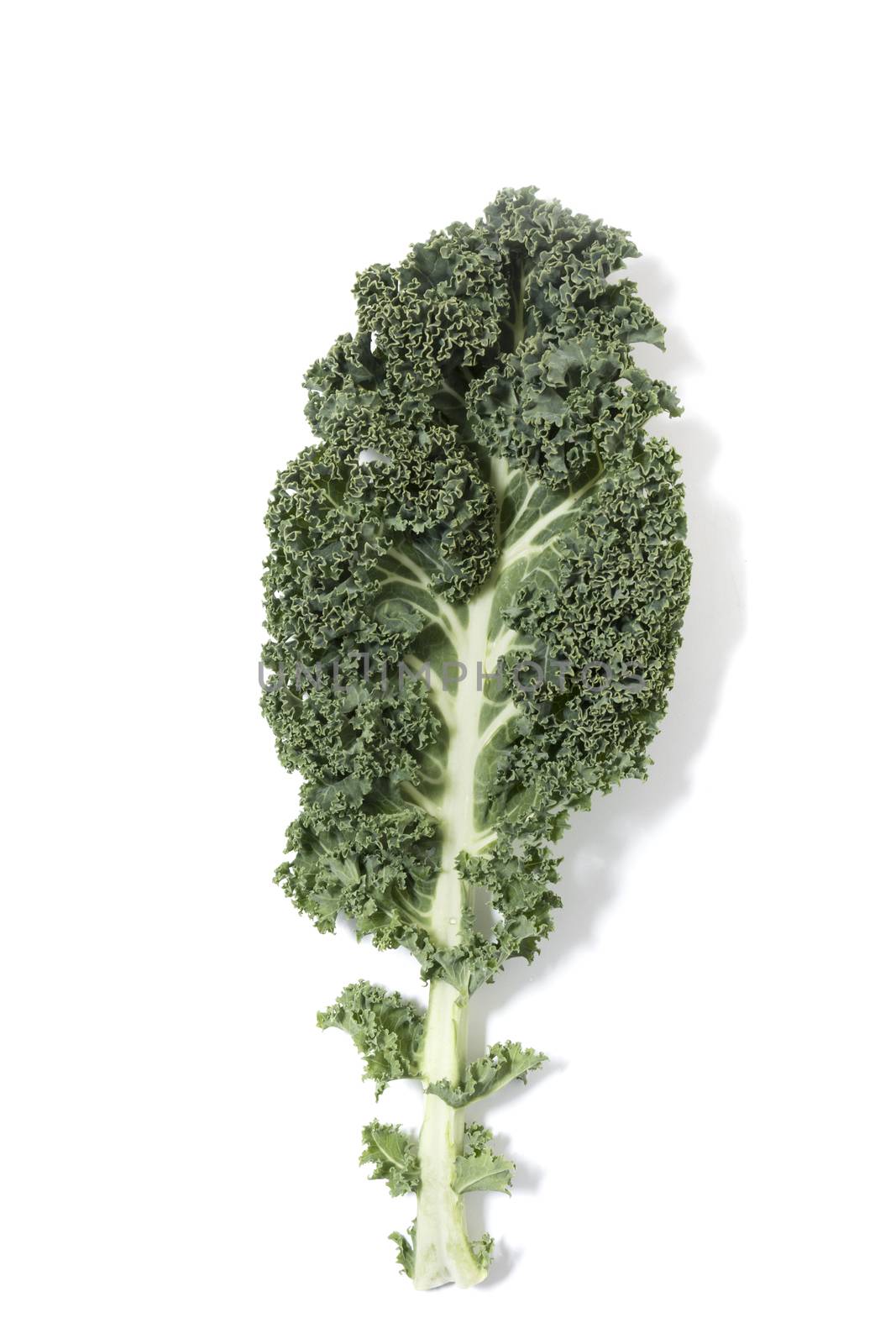 Curly leaf kale isolated on a white background.
