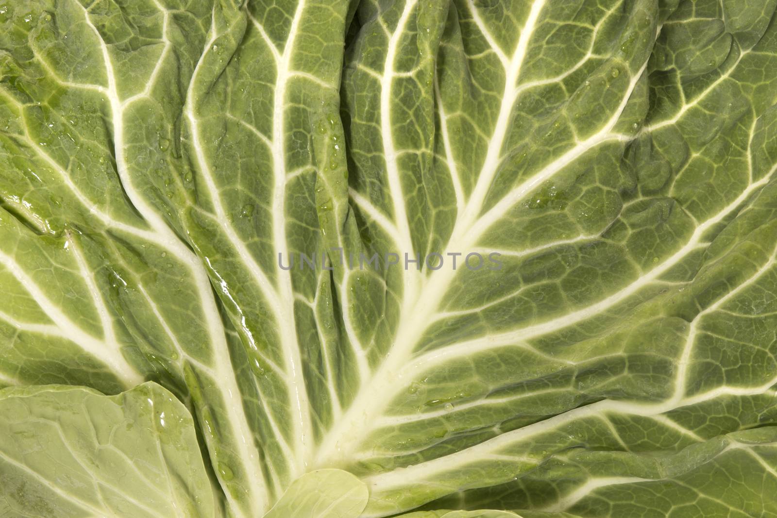 Green cabbage leaf closeup on the veigns.