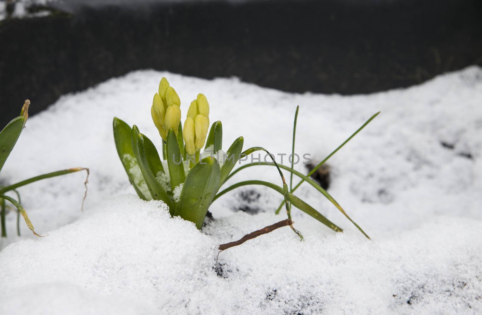 Hellevoetsluis,Holland, 16-03-2018, Im march wehn we expect almost spring the snow is back with the the hyacinth bulbs are already above the ground