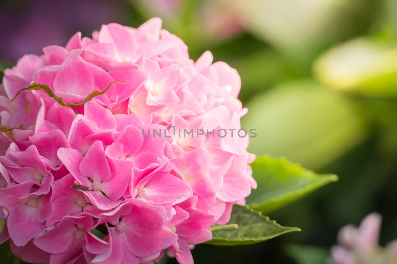 The background image of the colorful flowers, background nature