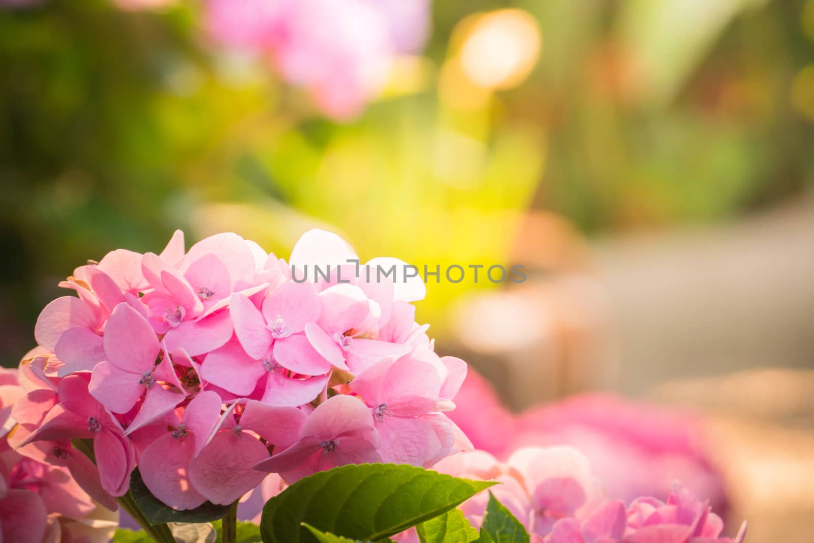 The background image of the colorful flowers by teerawit