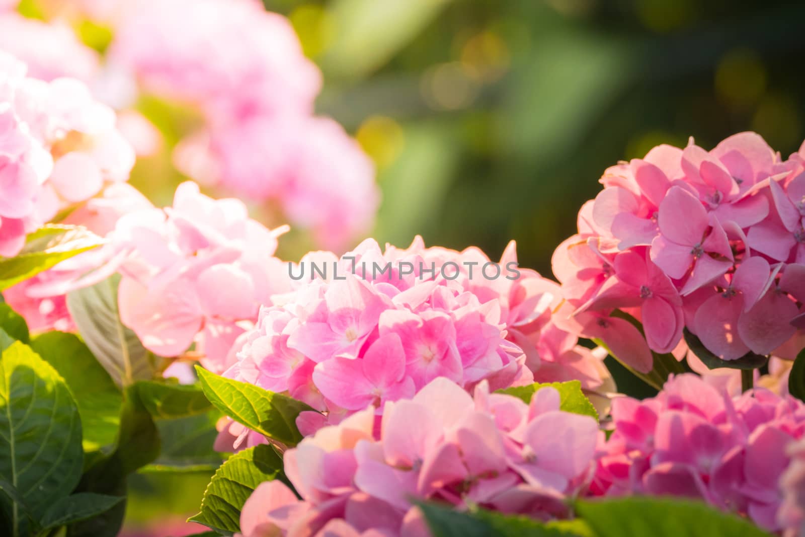 The background image of the colorful flowers by teerawit