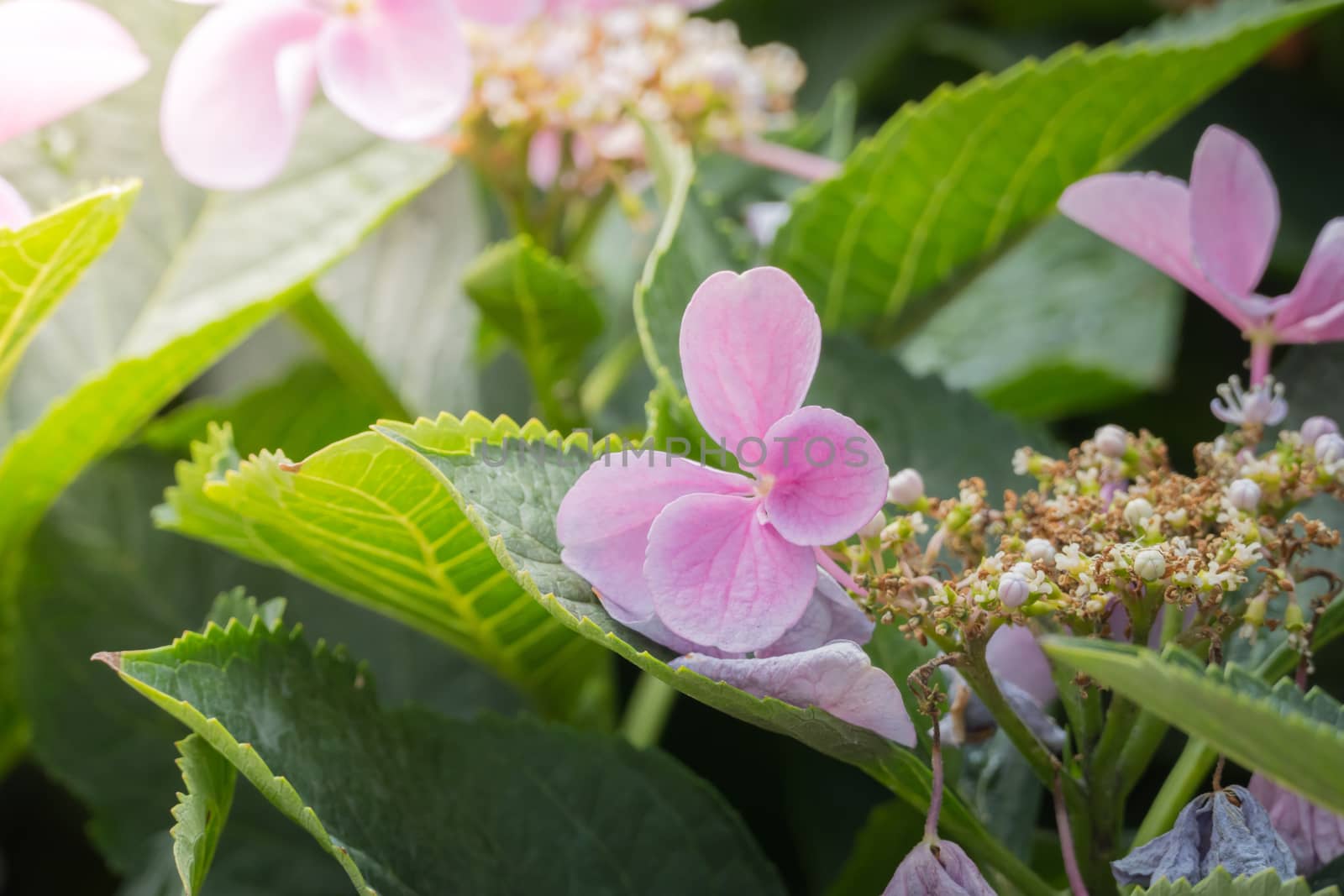 The background image of the colorful flowers by teerawit