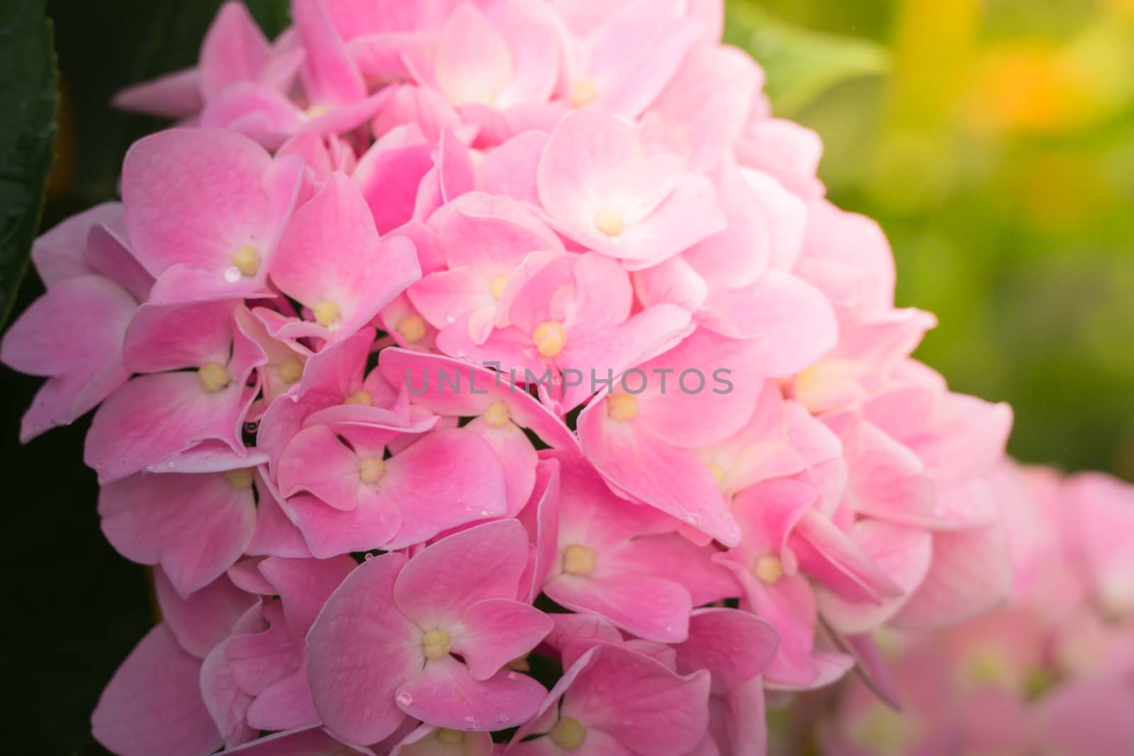 The background image of the colorful flowers by teerawit