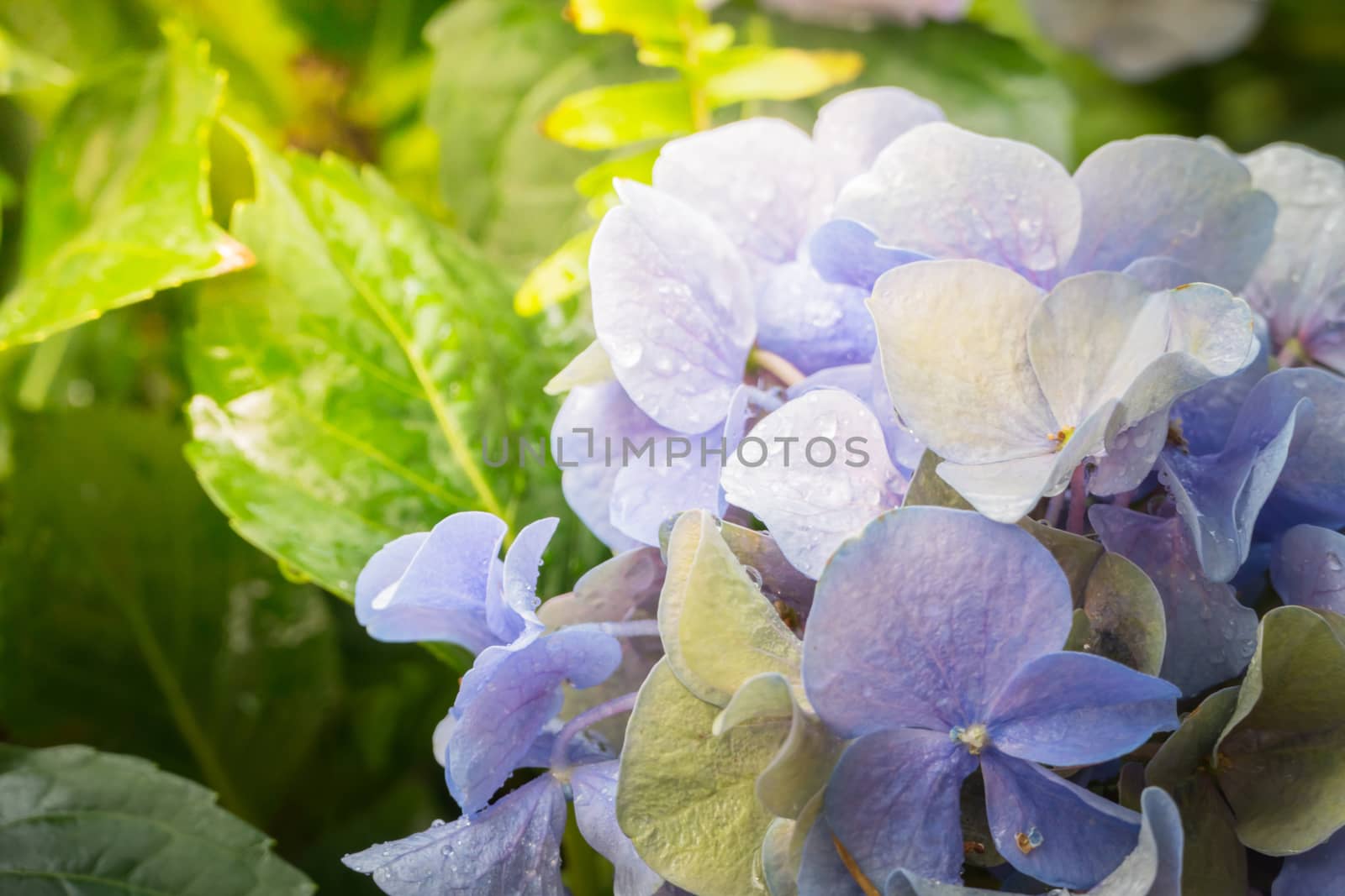 The background image of the colorful flowers by teerawit