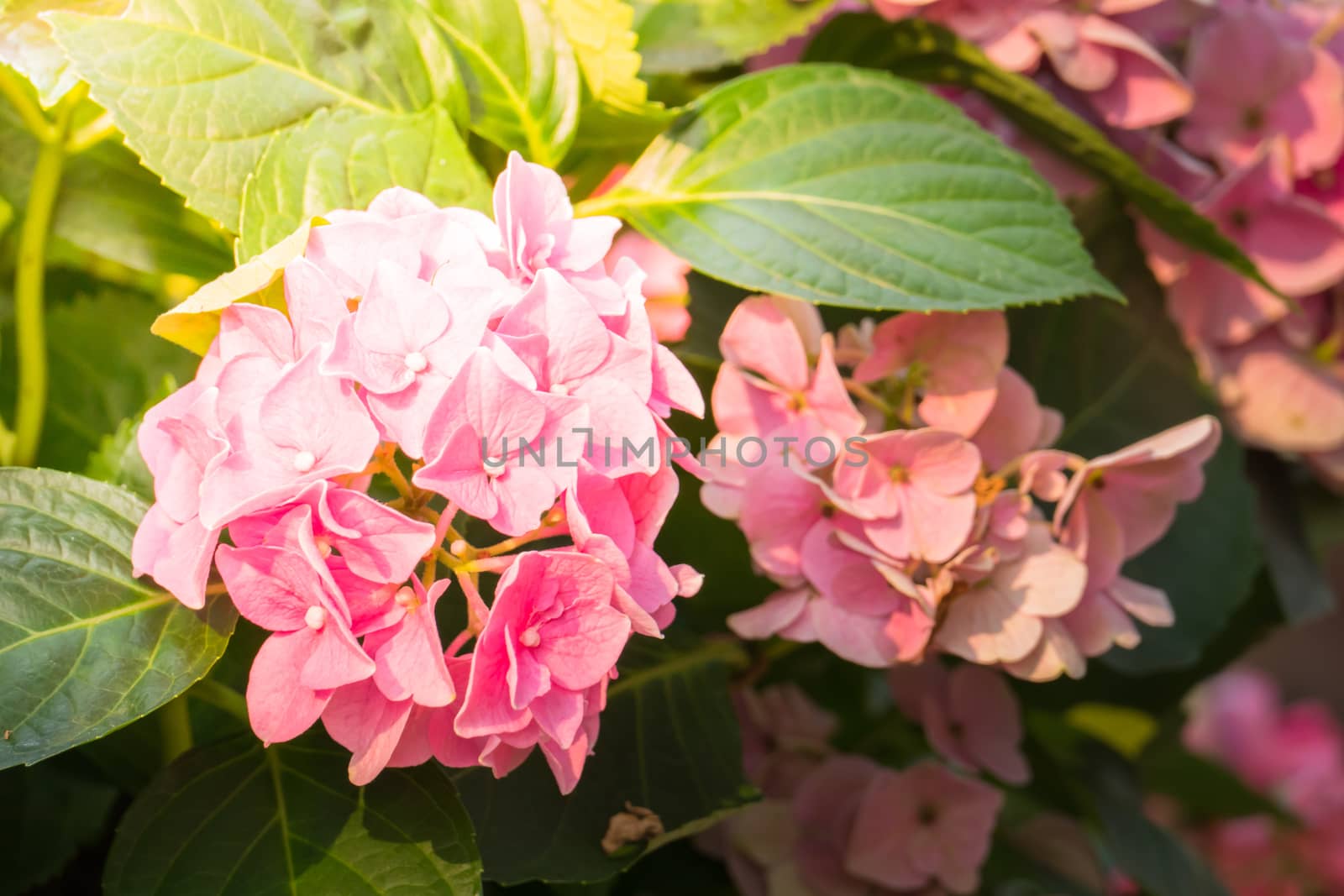 The background image of the colorful flowers, background nature