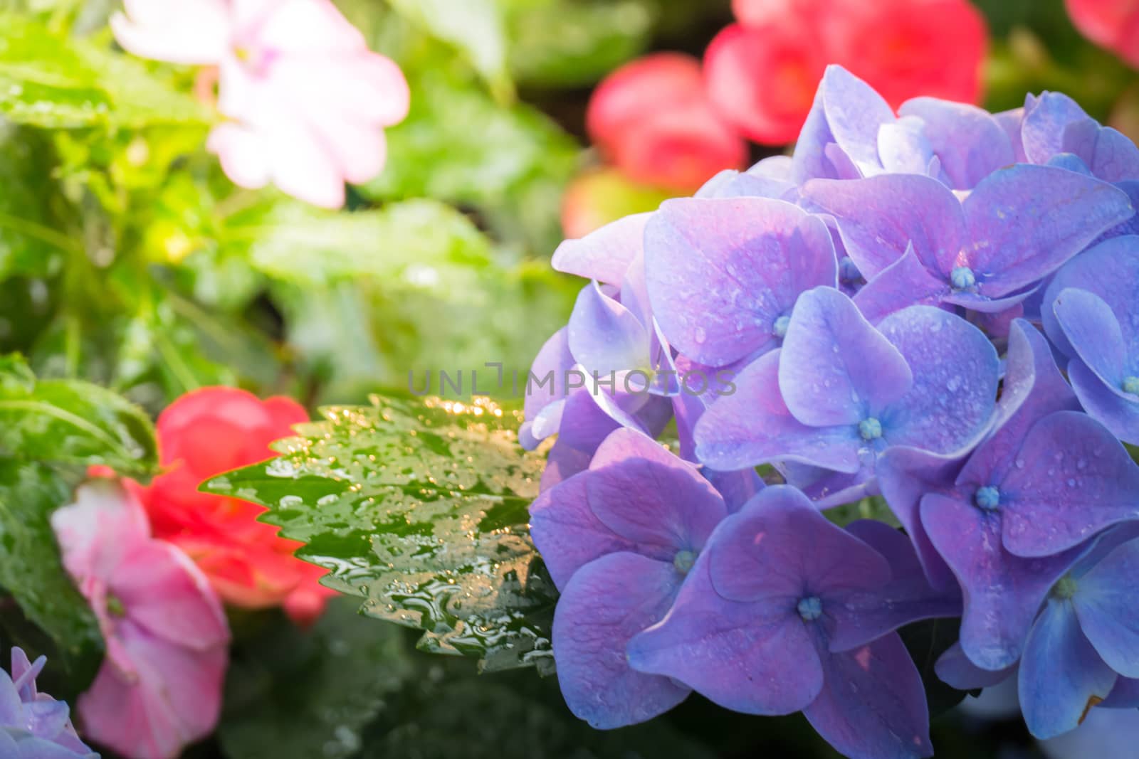 The background image of the colorful flowers by teerawit