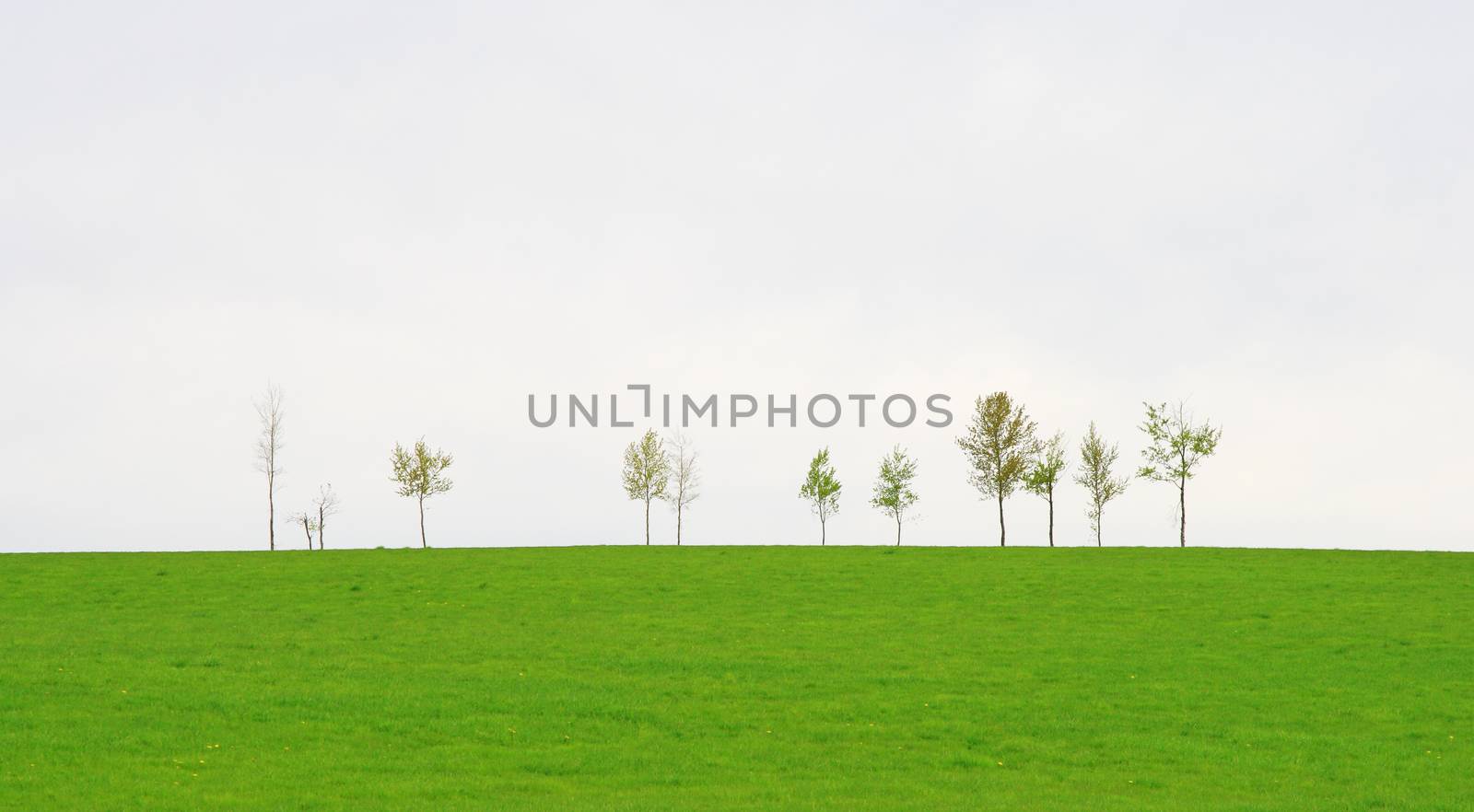 Trees on a vast green spring field, against cloudy sky.