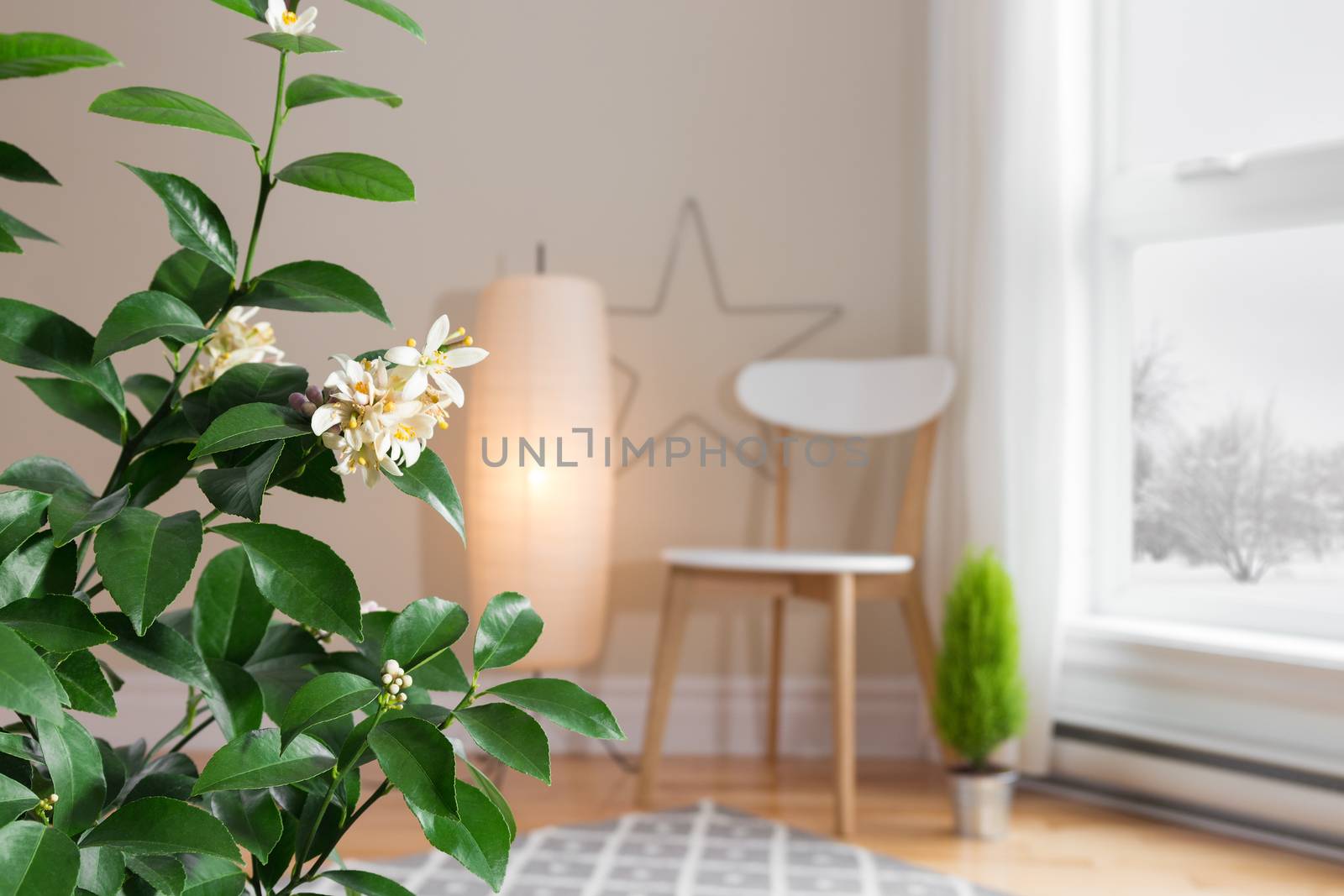 Blooming lemon tree in a cozy living room with a view by anikasalsera