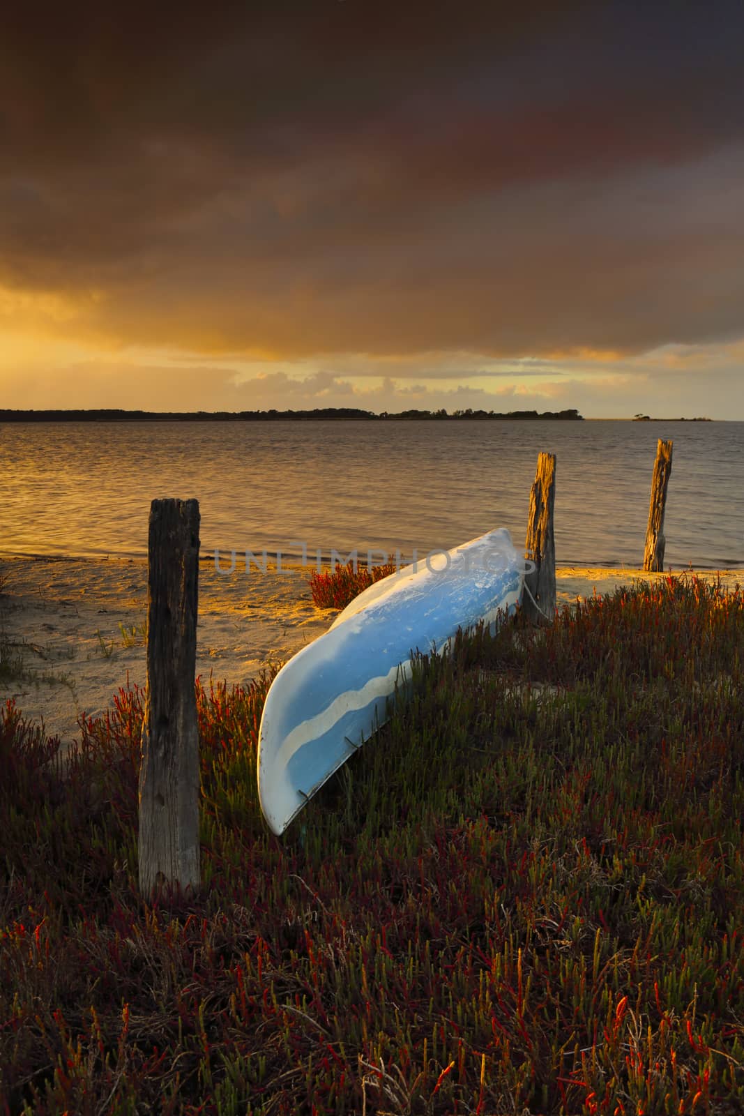 Warm golden light stretches forth upon a bright blue canoe sitting upturned on a bed of fire sticks succulent