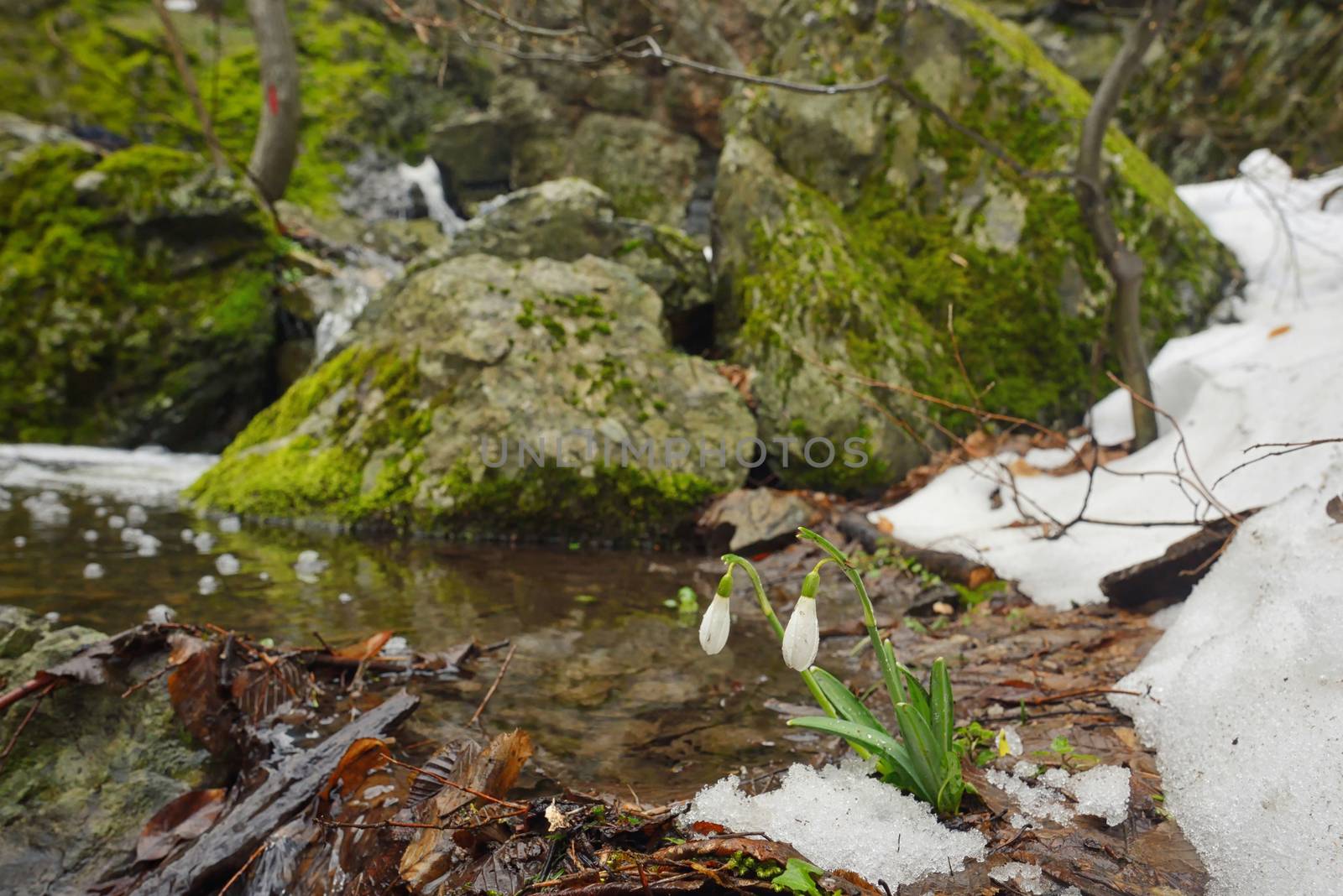 Snowdrops in forest by mady70