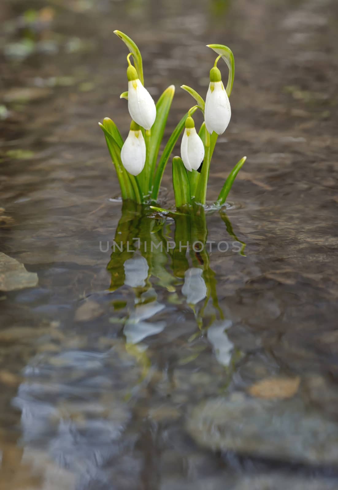 Snowdrops reflection in the spring water