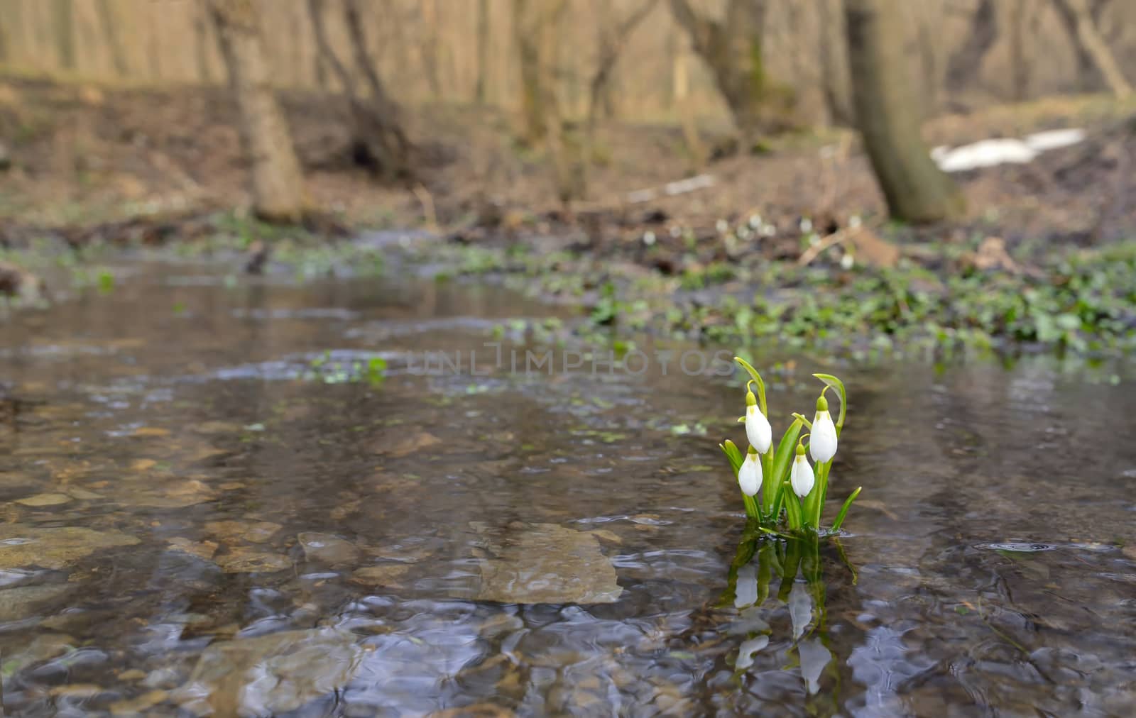 Snowdrops reflection in the spring water